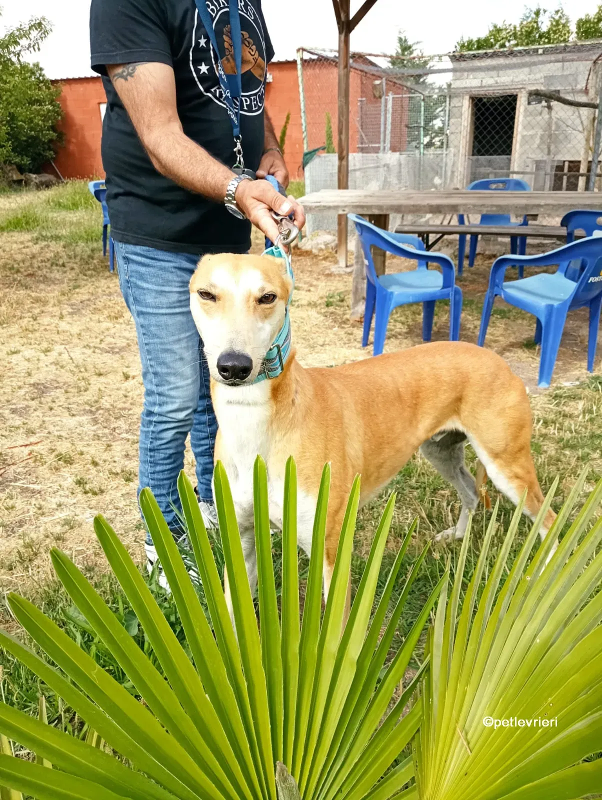 freddy galgo adozione pet levrieri 06