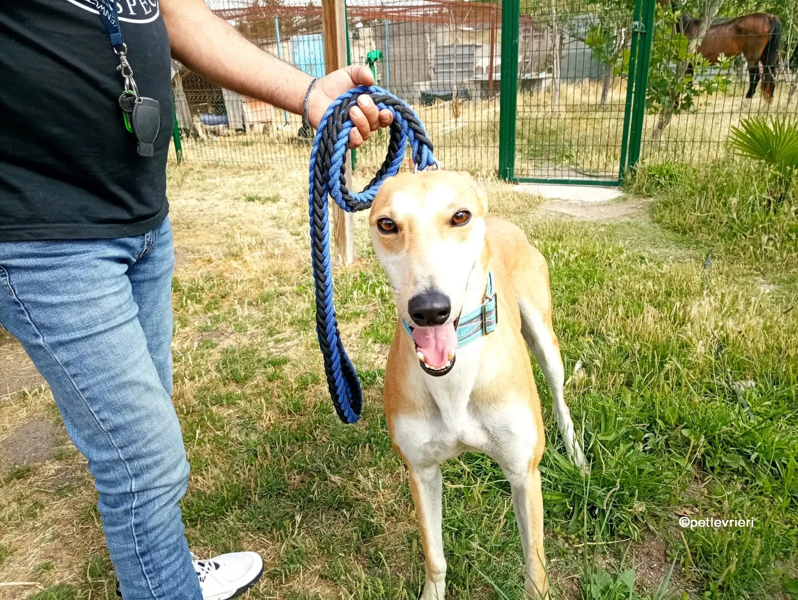 freddy galgo adozione pet levrieri 07