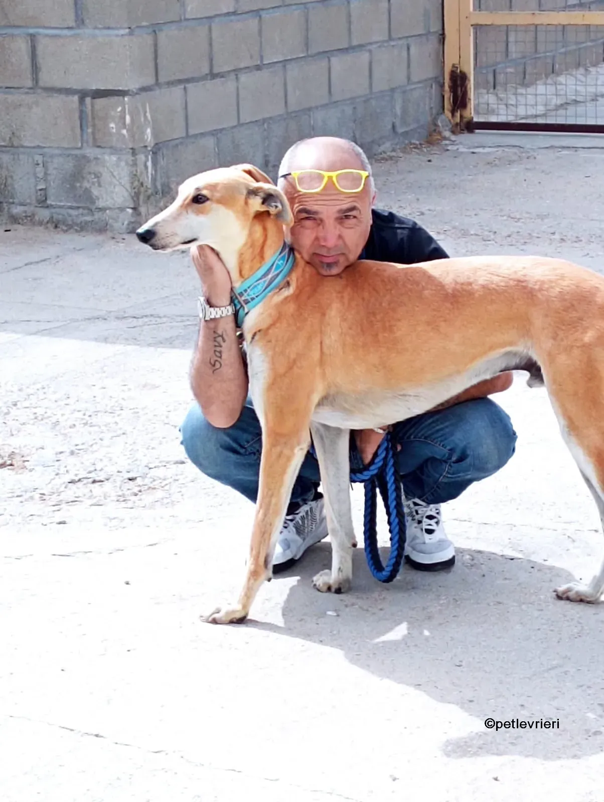 freddy galgo adozione pet levrieri 08