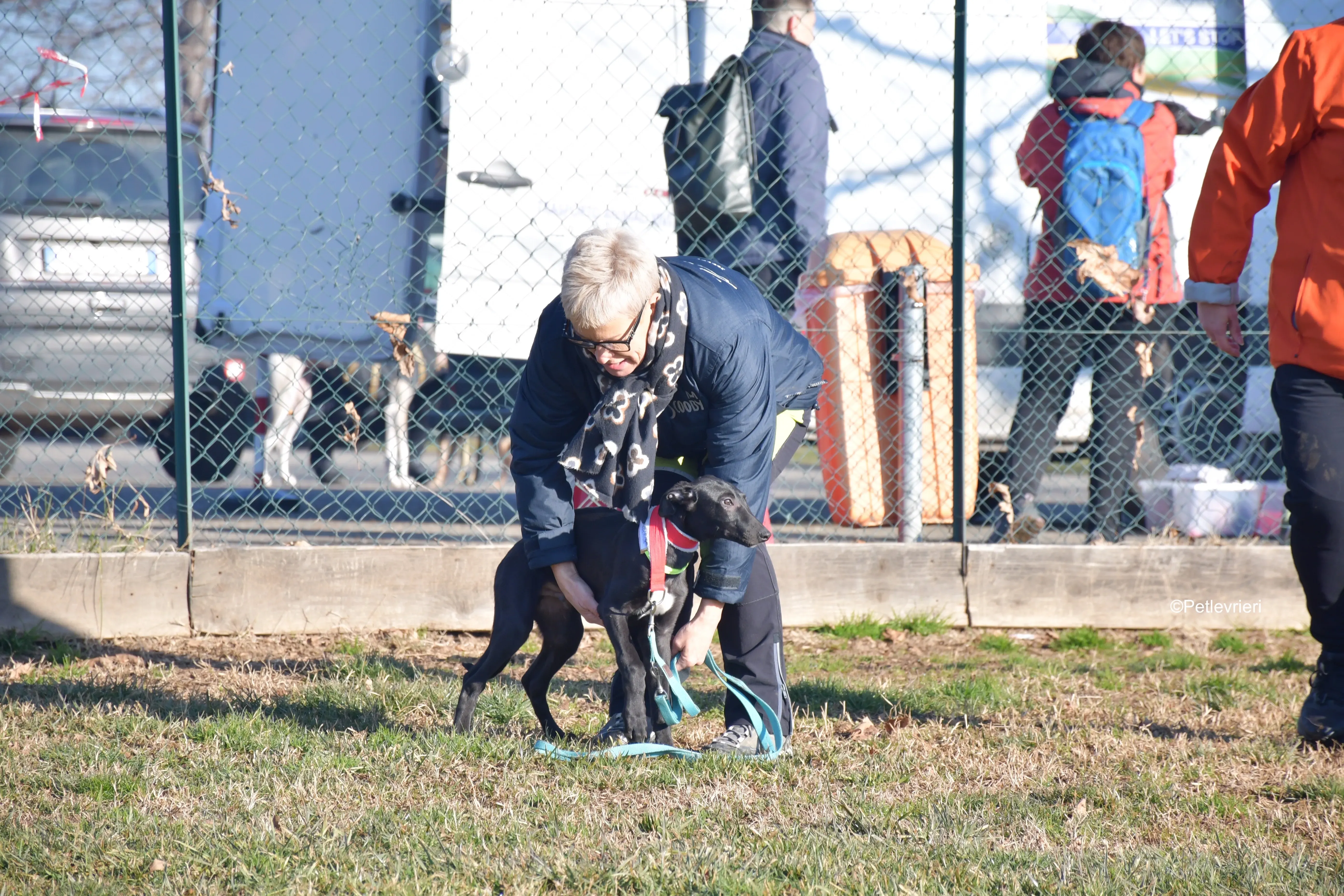 frederick adozione levrieri greyhound 1