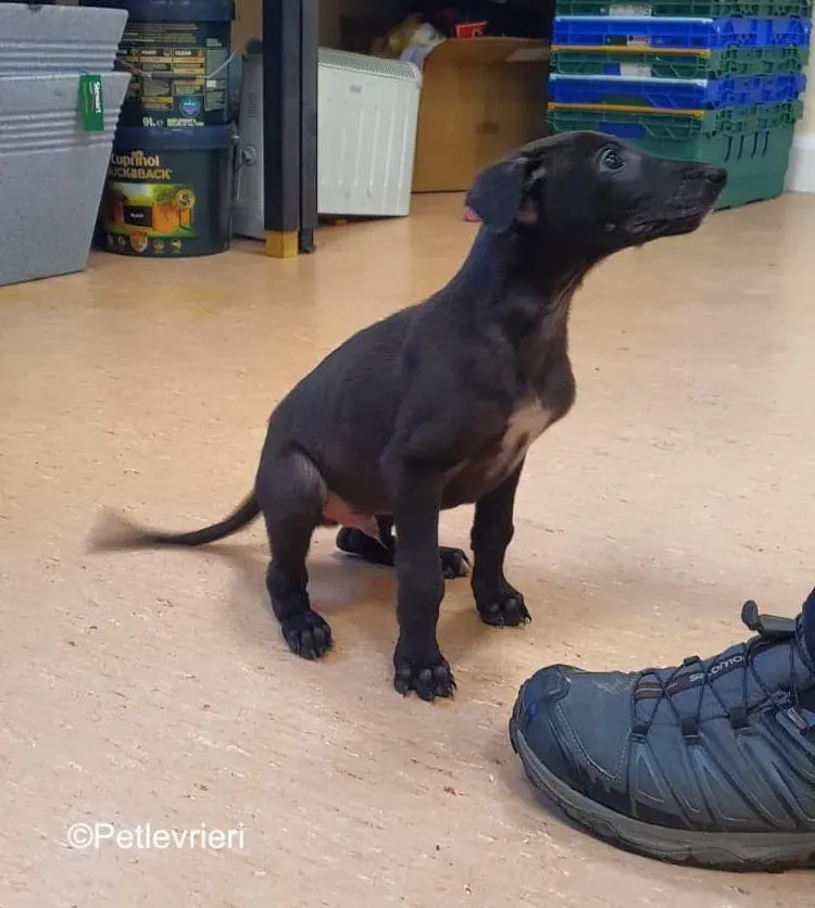 frederick adozione levrieri greyhound 6