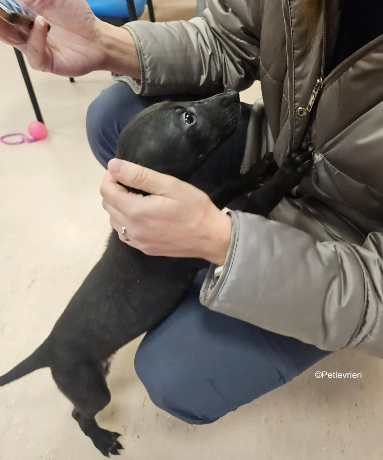 frederick adozione levrieri greyhound 1