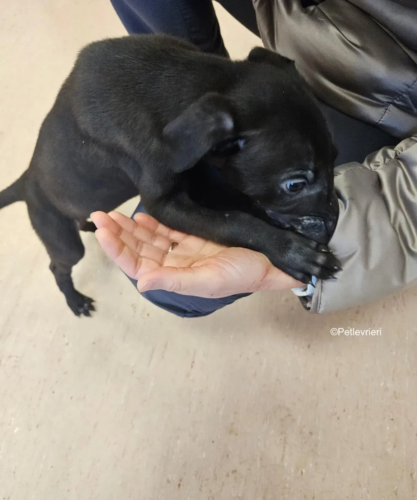 frederick adozione levrieri greyhound 2