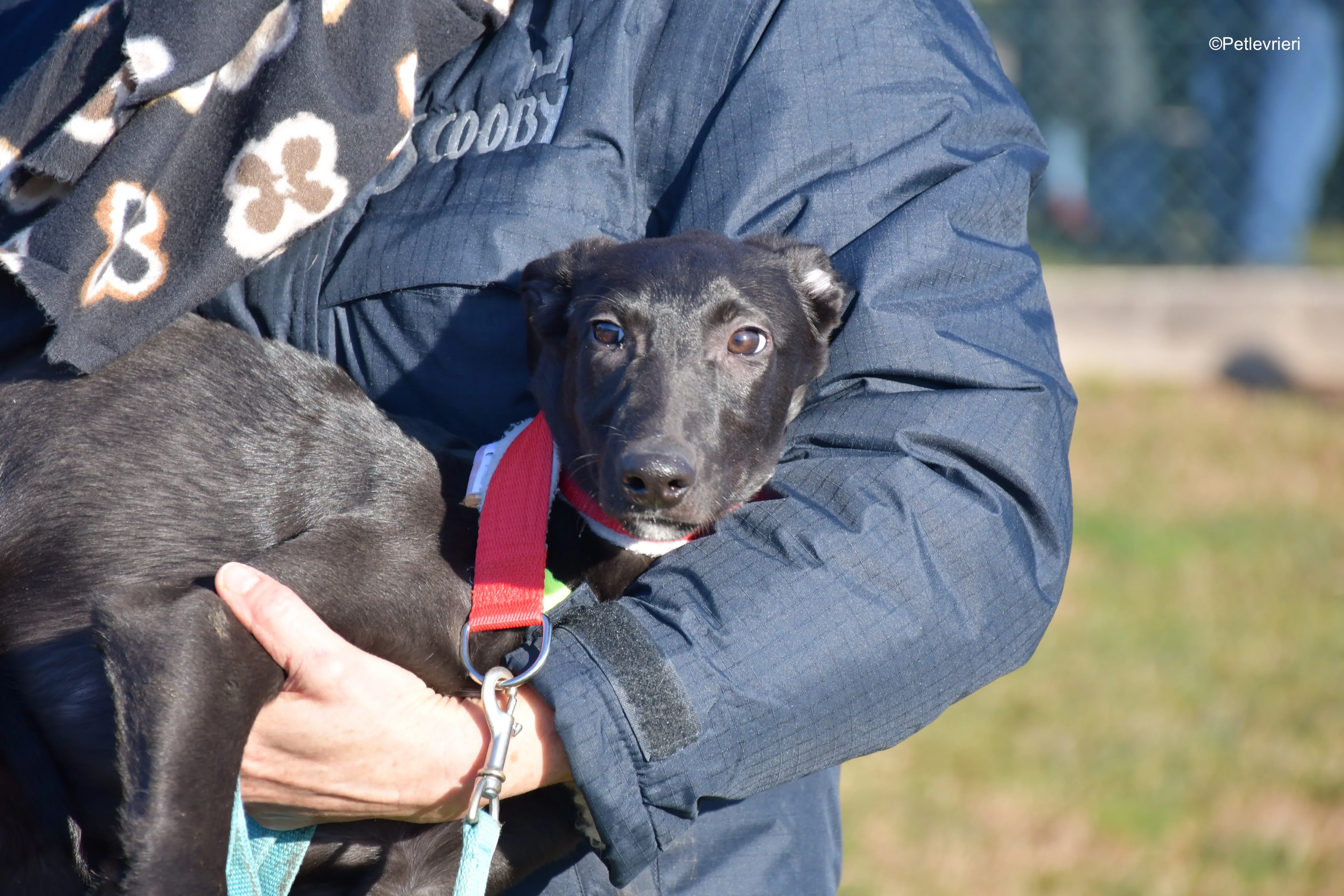 frederick adozione levrieri greyhound 3