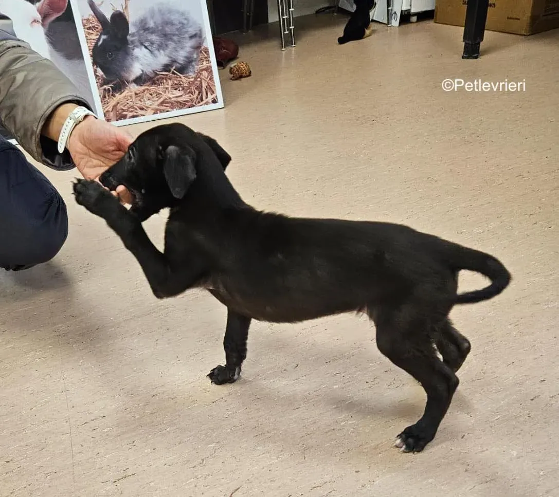 frederick adozione levrieri greyhound 3