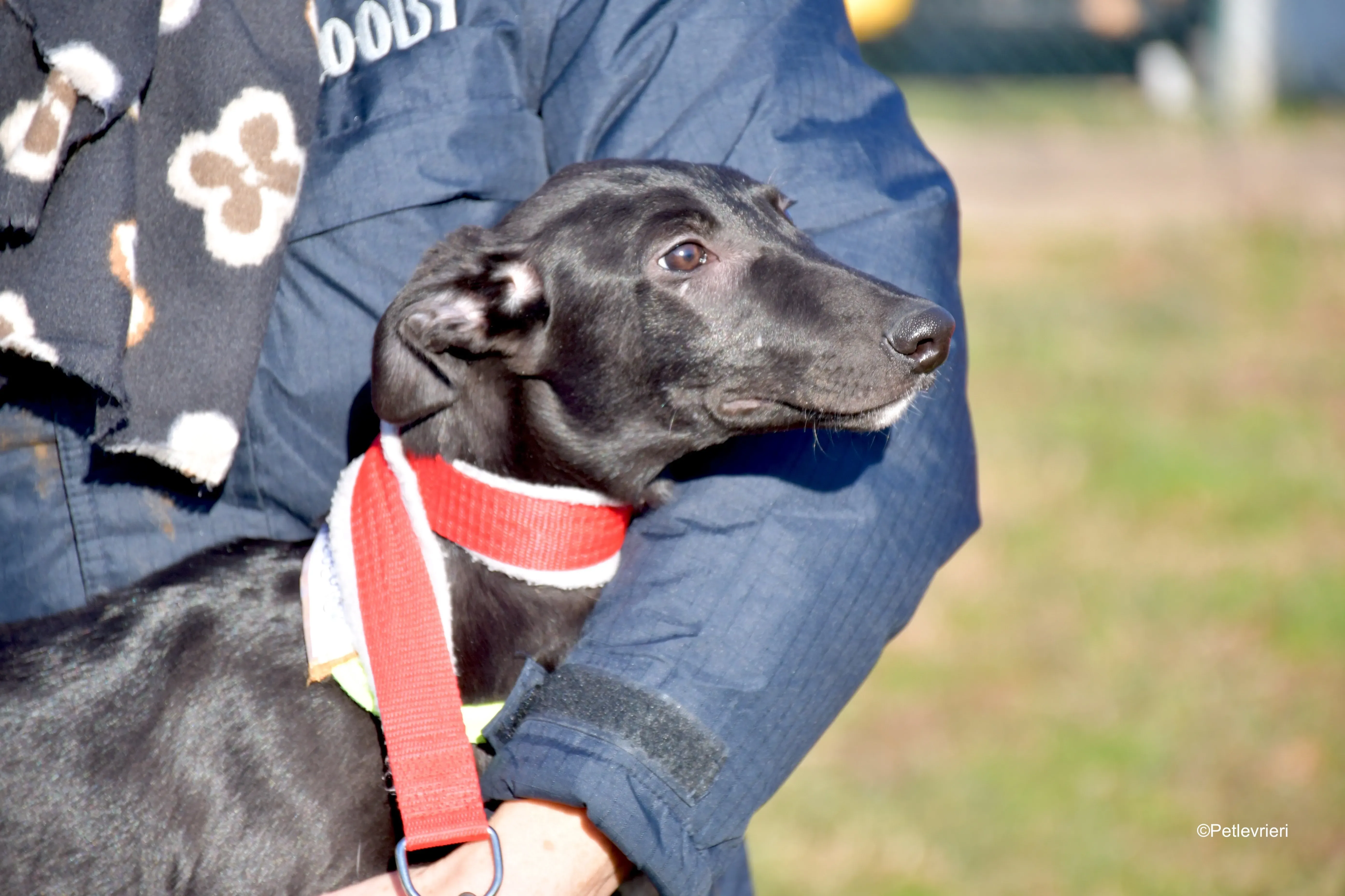 frederick adozione levrieri greyhound 4