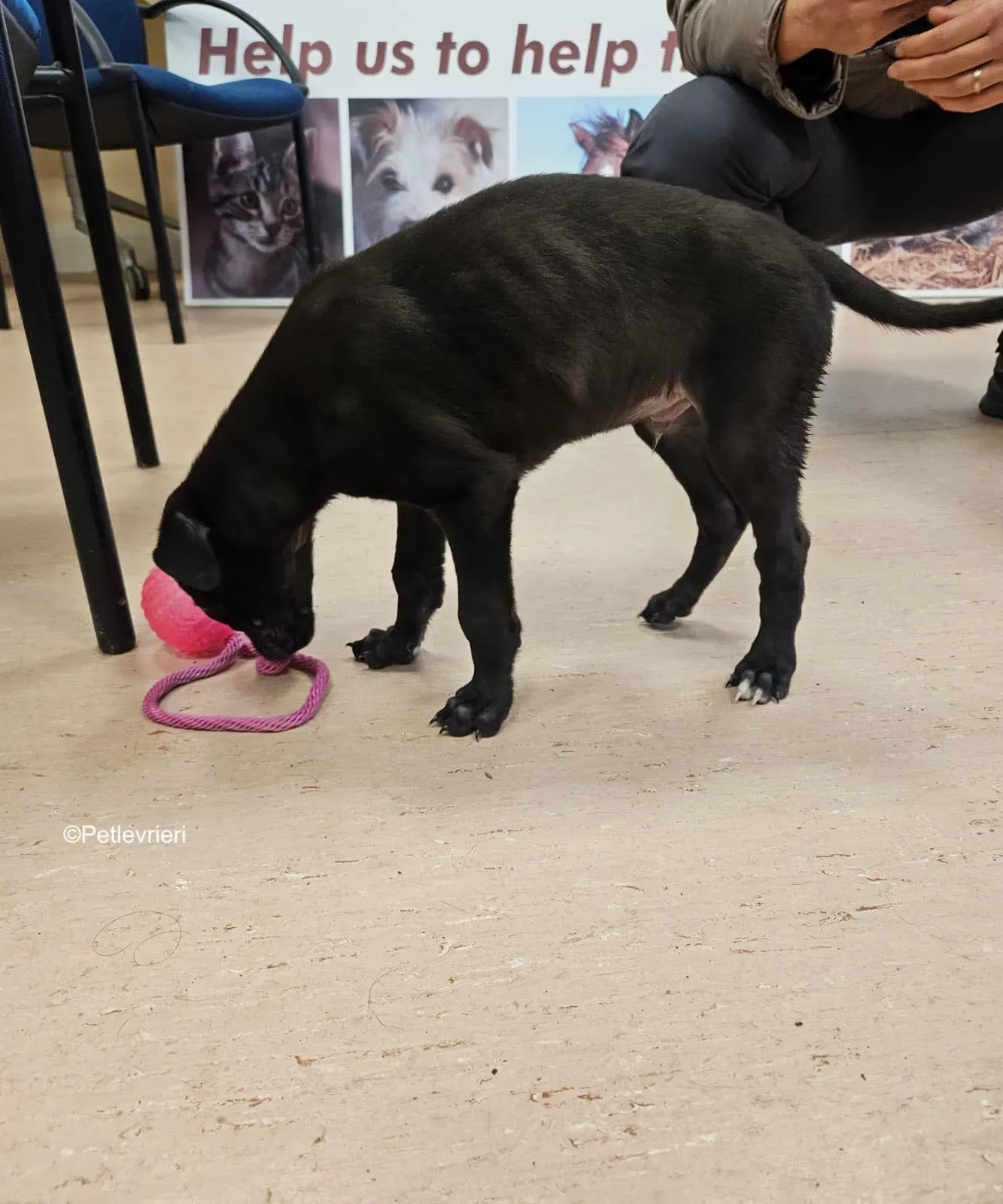 frederick adozione levrieri greyhound 4