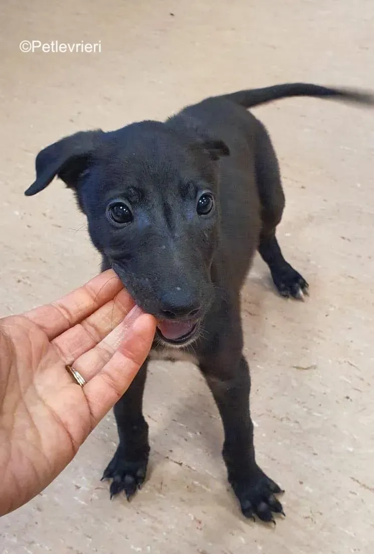 frederick adozione levrieri greyhound 5