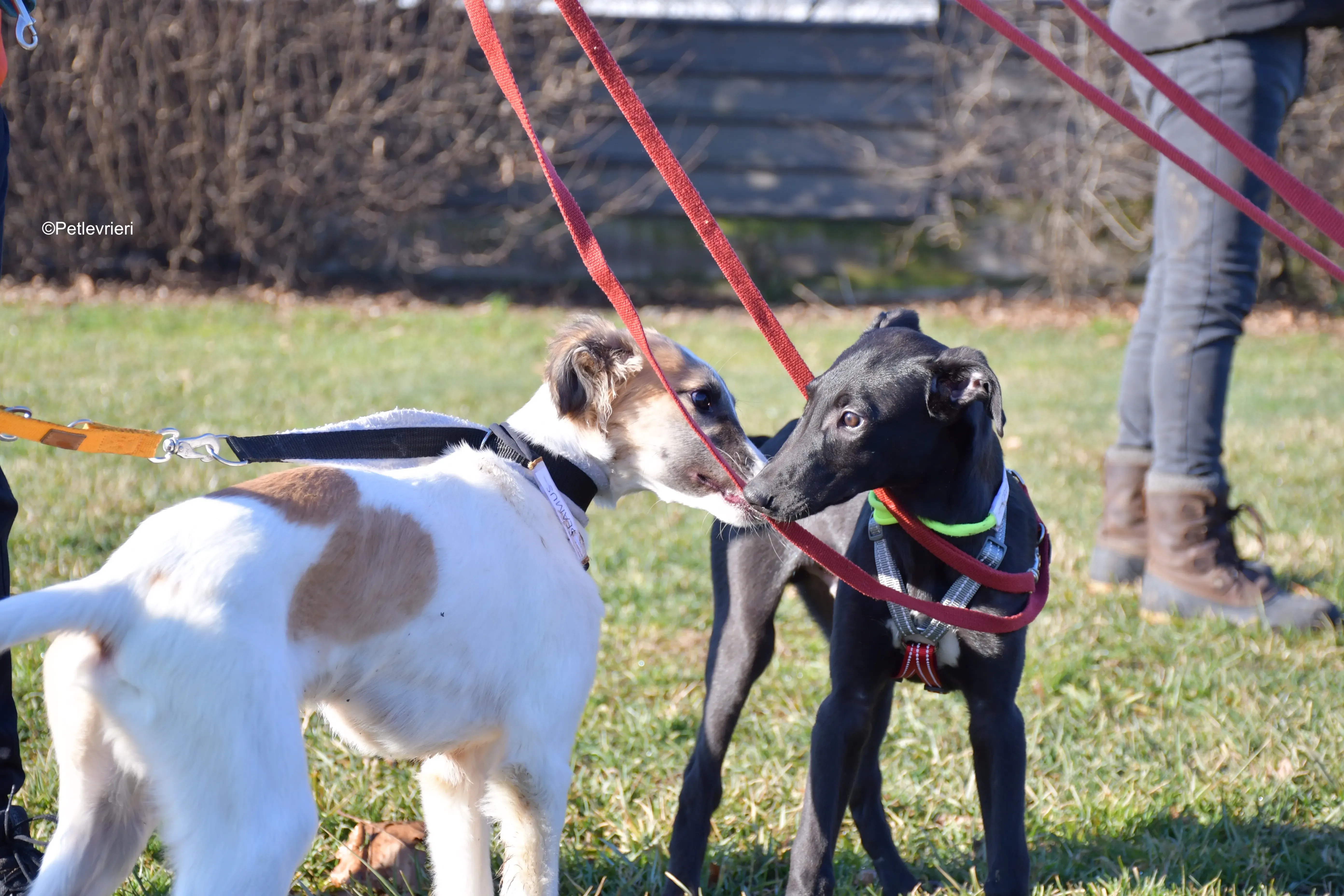 frederik adozione levrieri greyhound 10