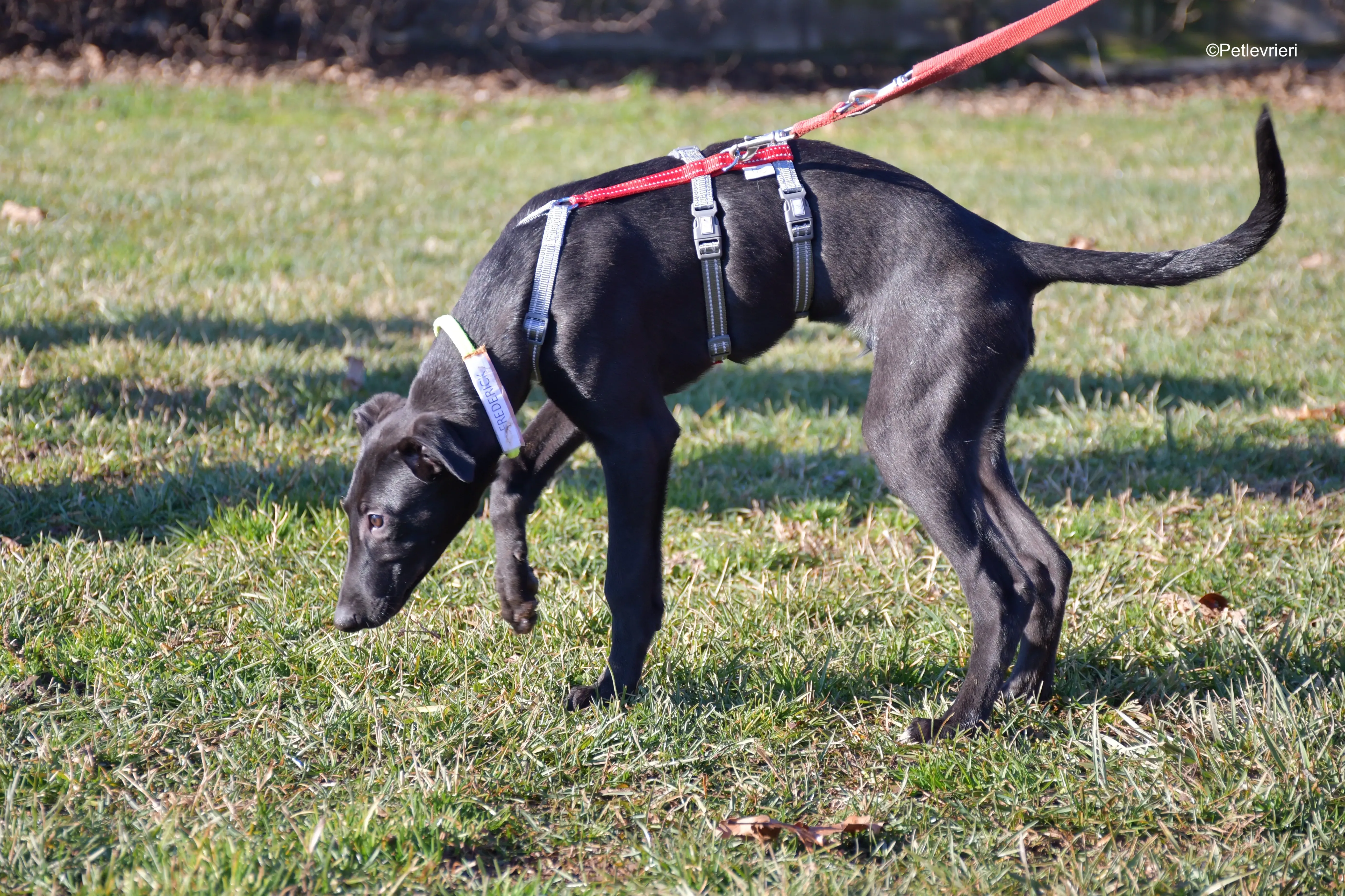 frederik adozione levrieri greyhound 11