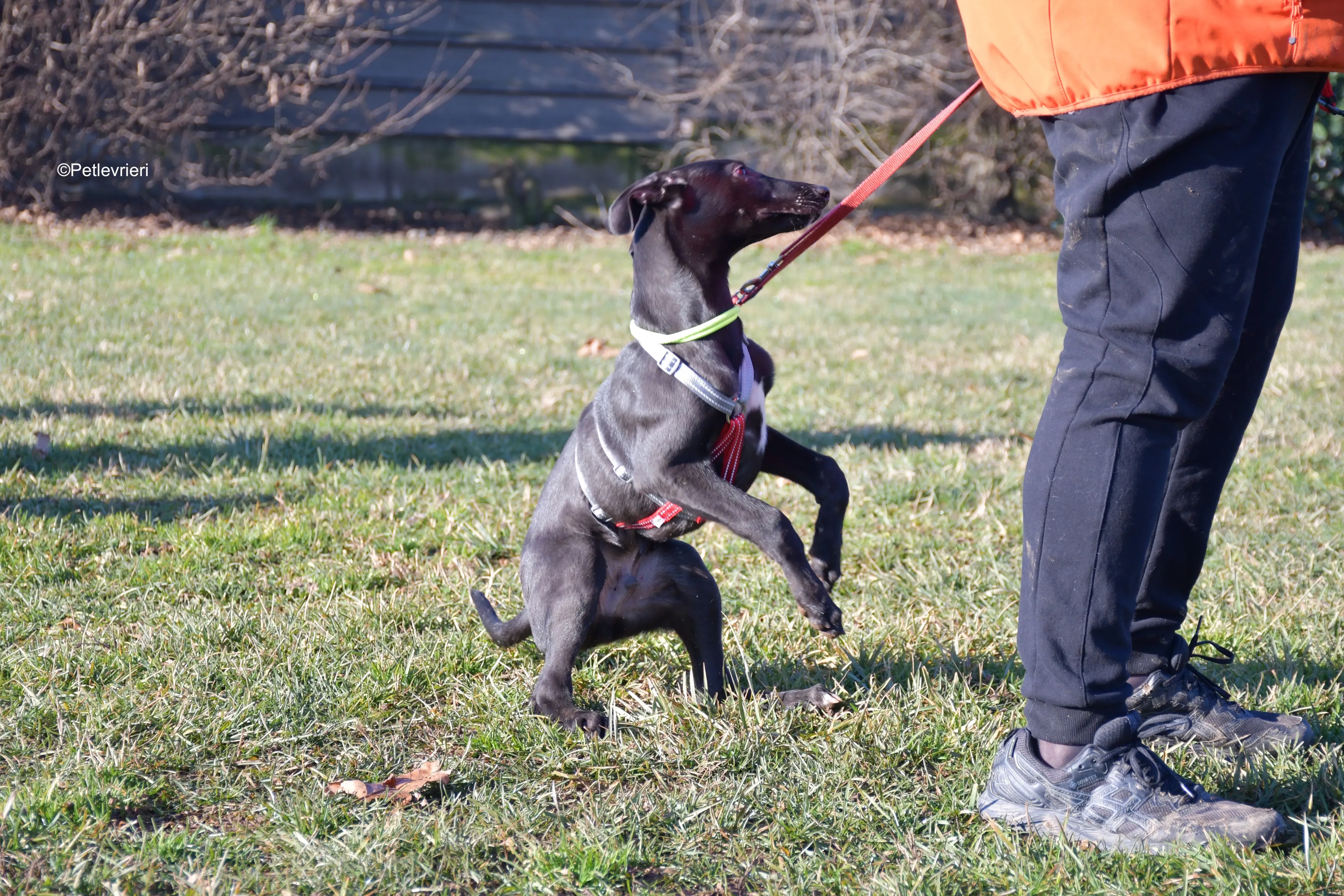 frederik adozione levrieri greyhound 12