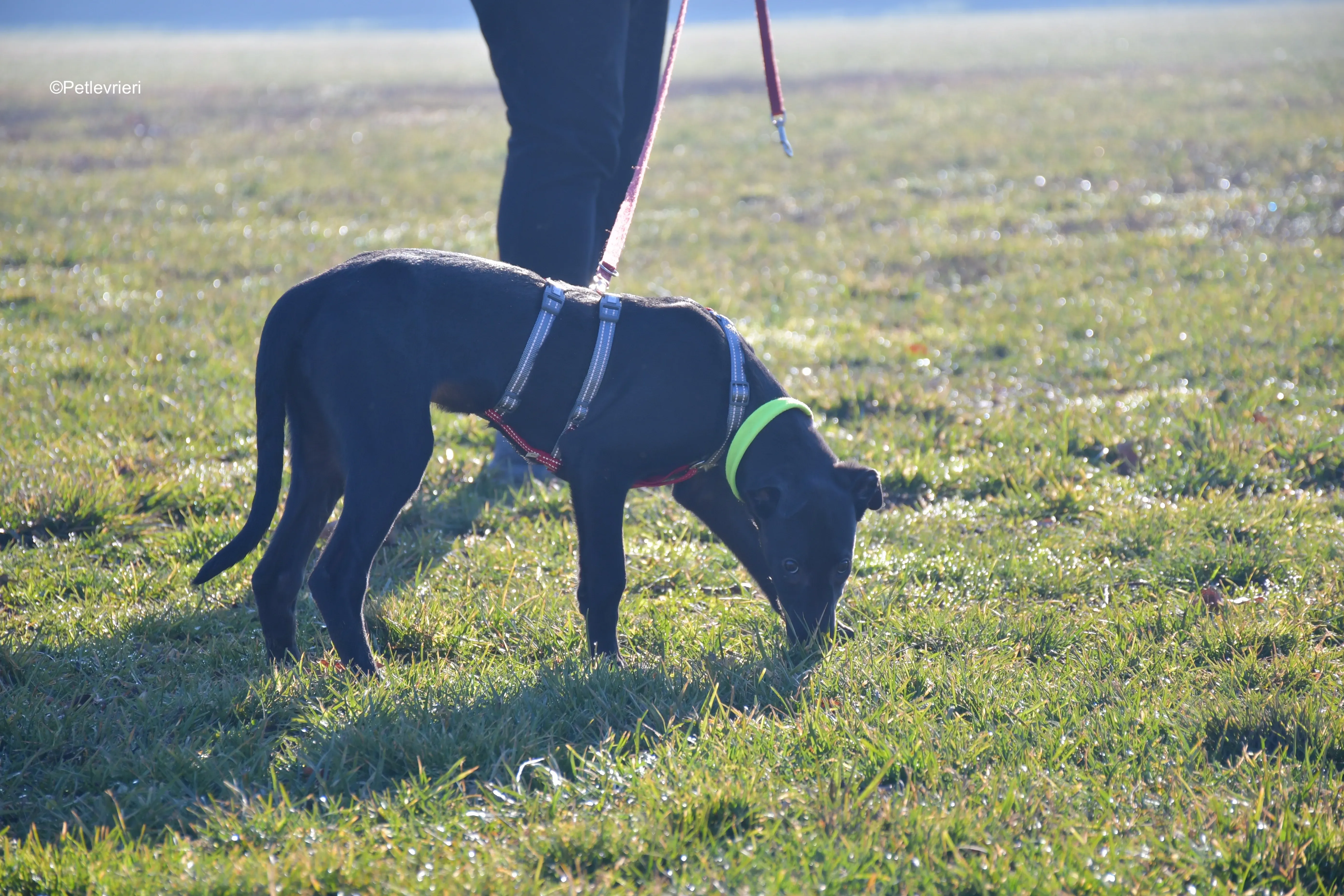 frederik adozione levrieri greyhound 13