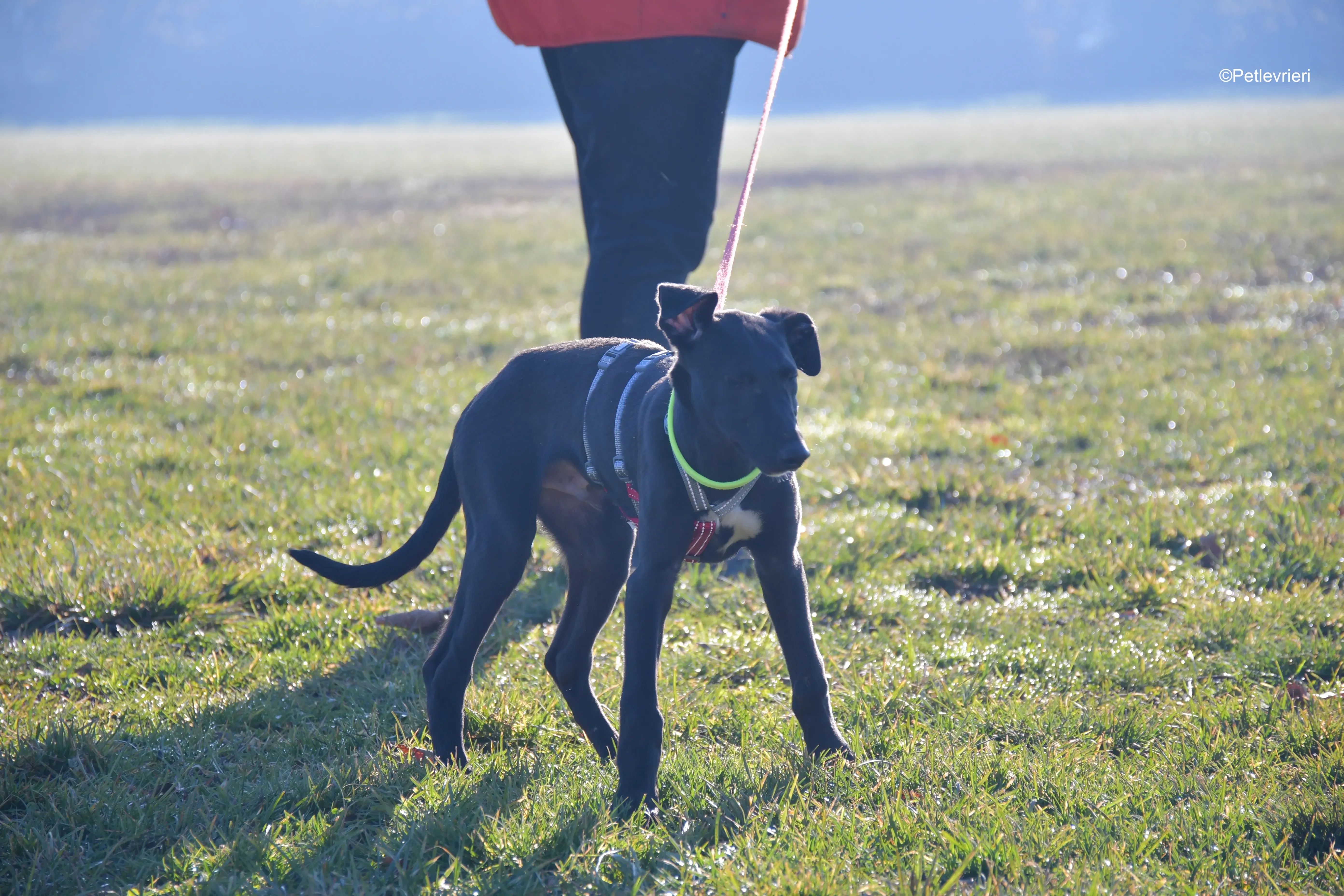 frederik adozione levrieri greyhound 14