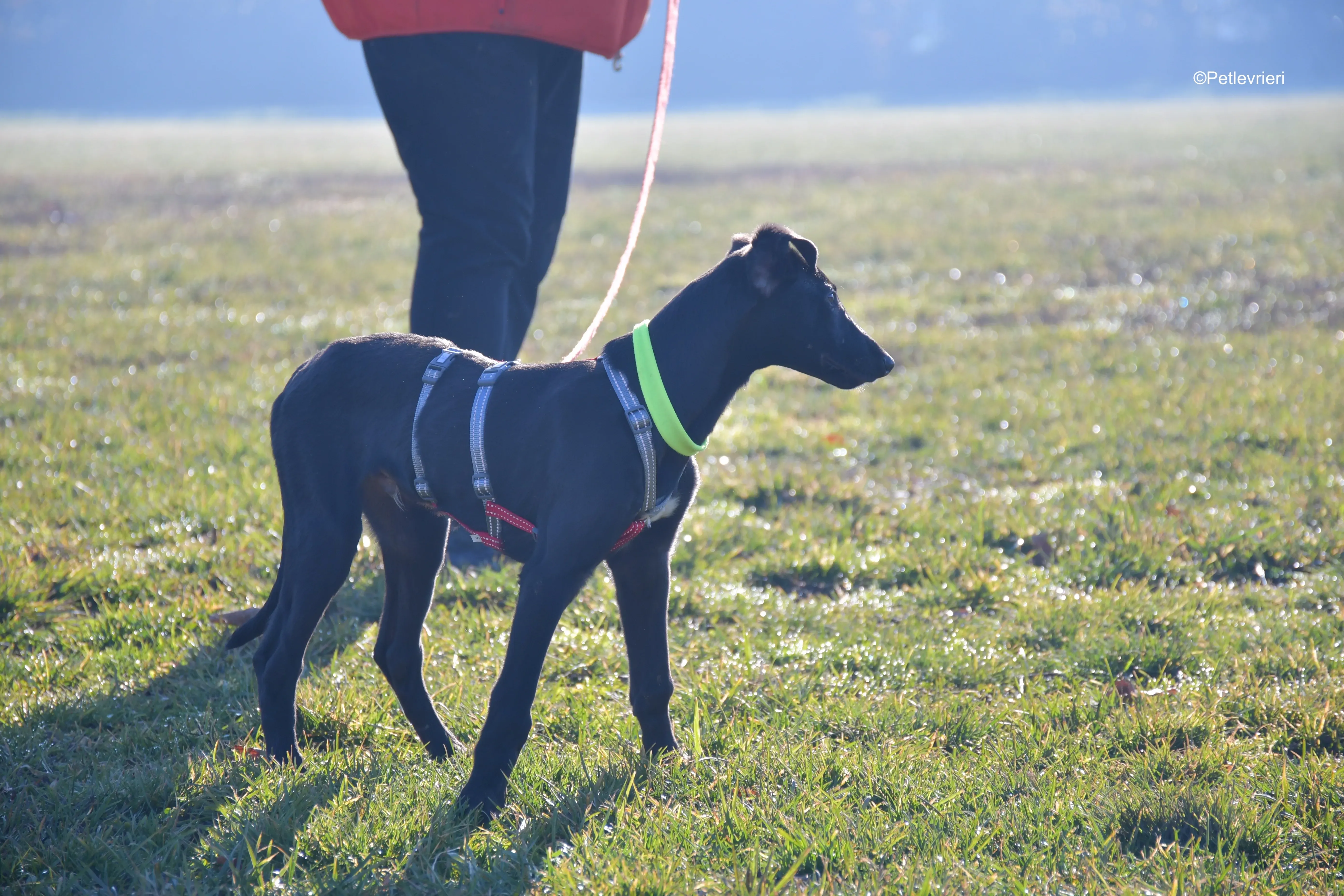 frederik adozione levrieri greyhound 15