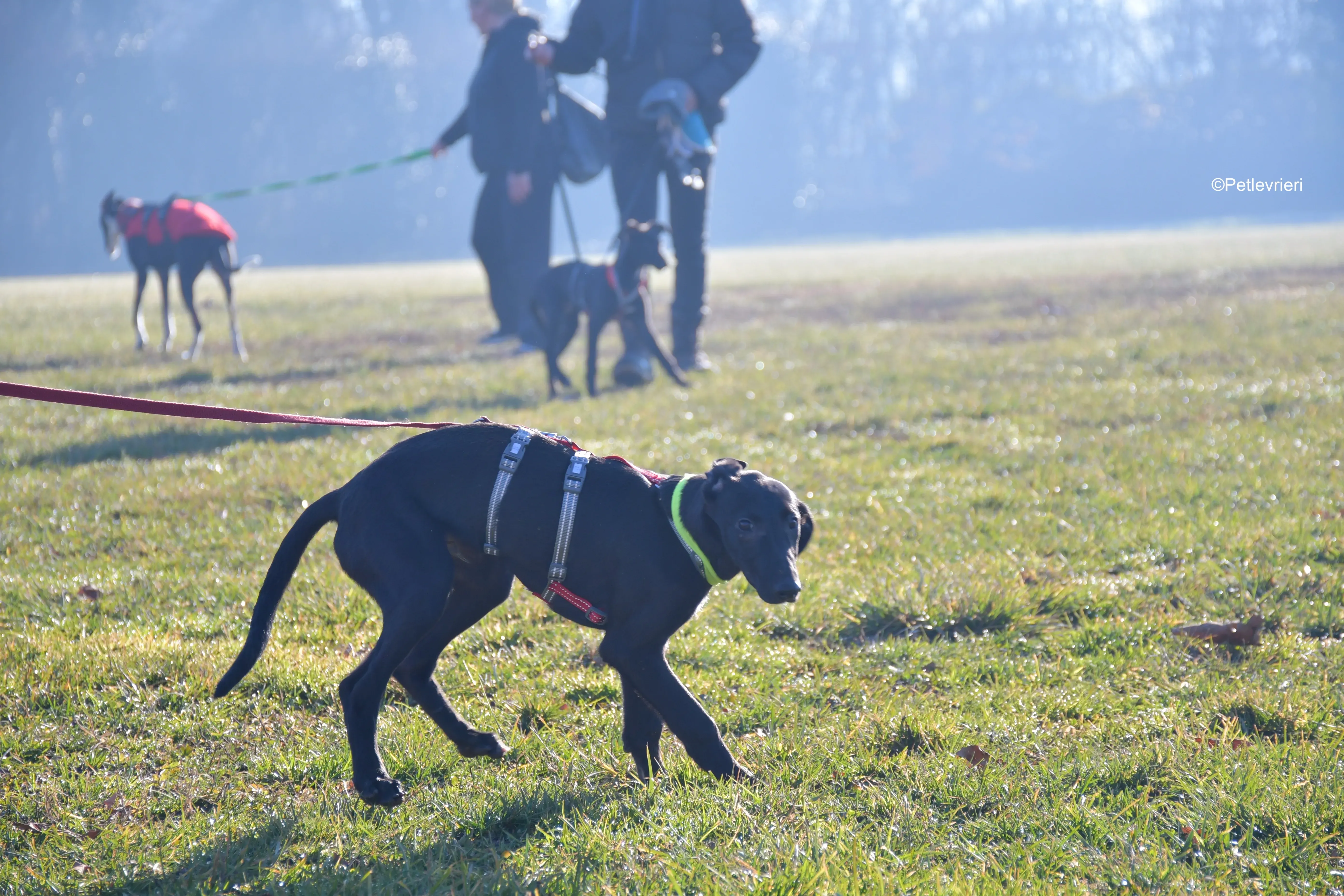 frederik adozione levrieri greyhound 16