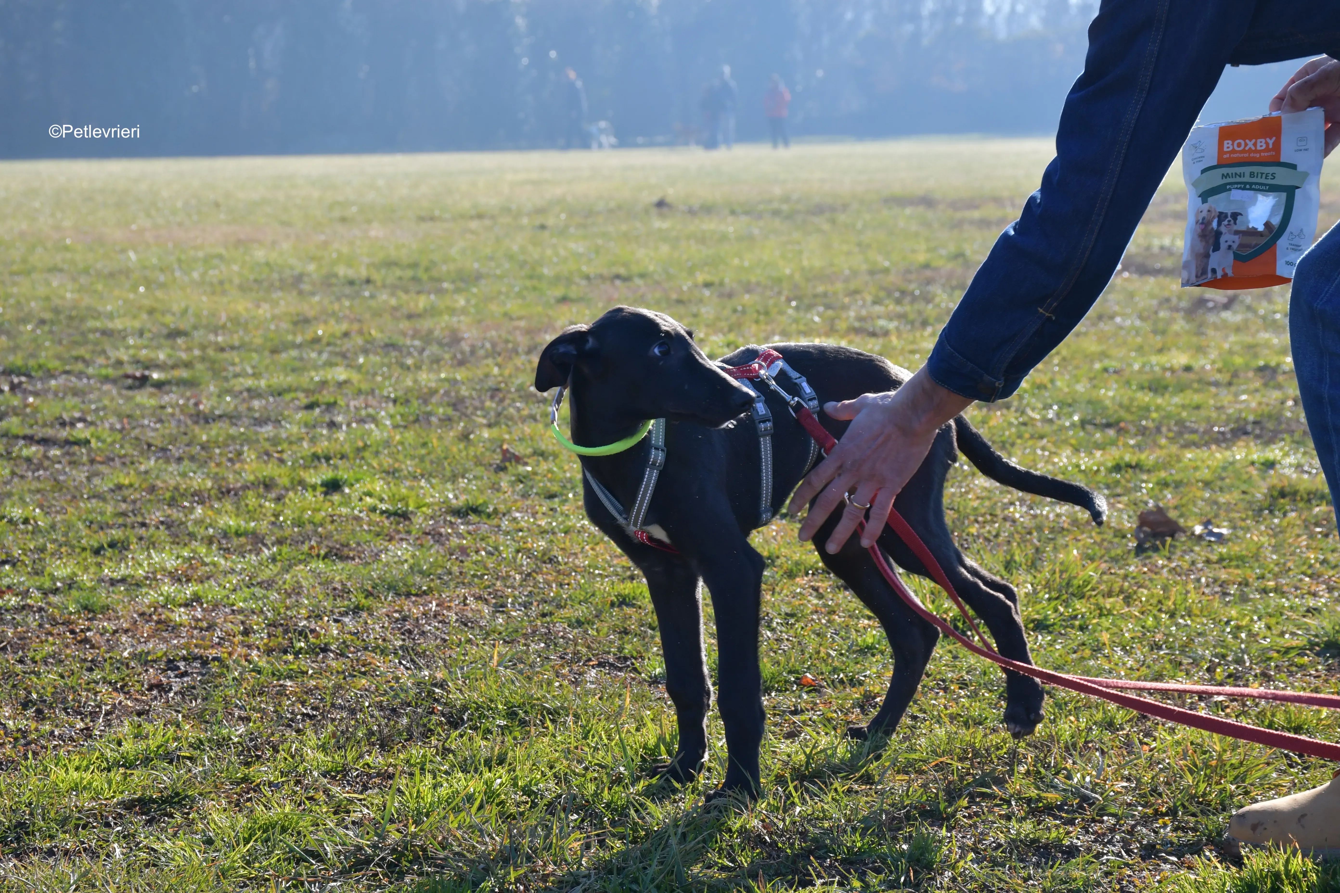 frederik adozione levrieri greyhound 19