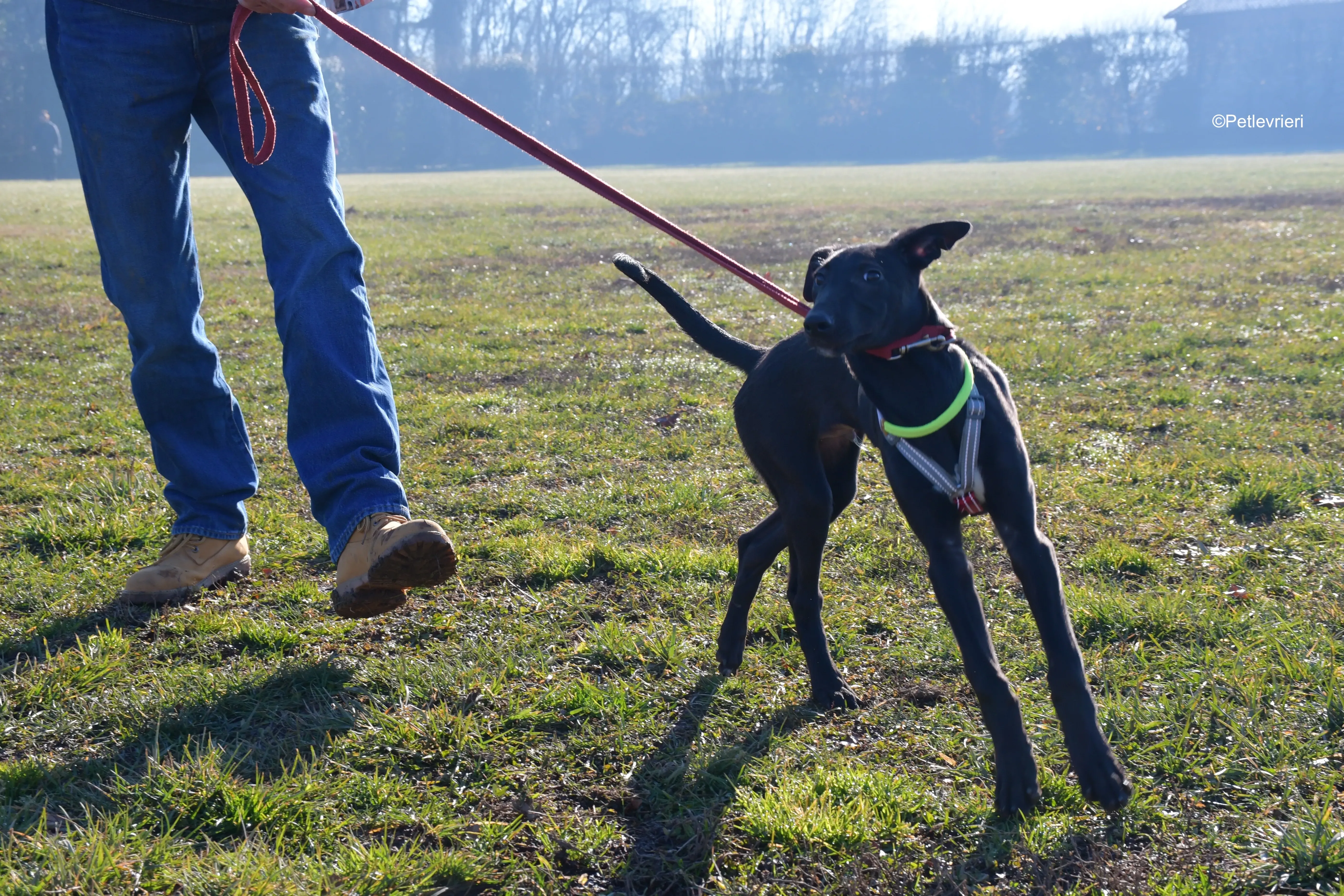 frederik adozione levrieri greyhound 20