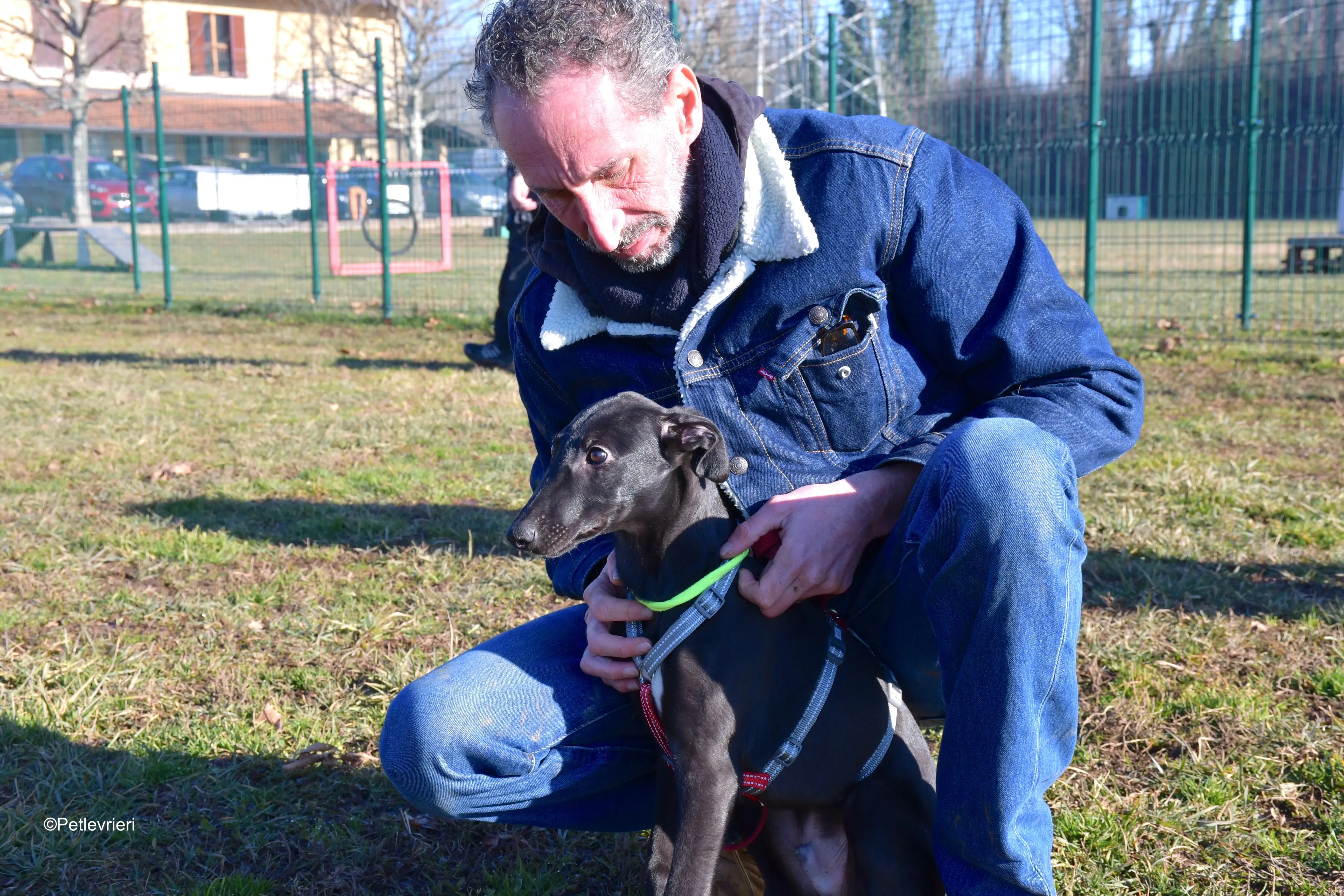 frederik adozione levrieri greyhound 21