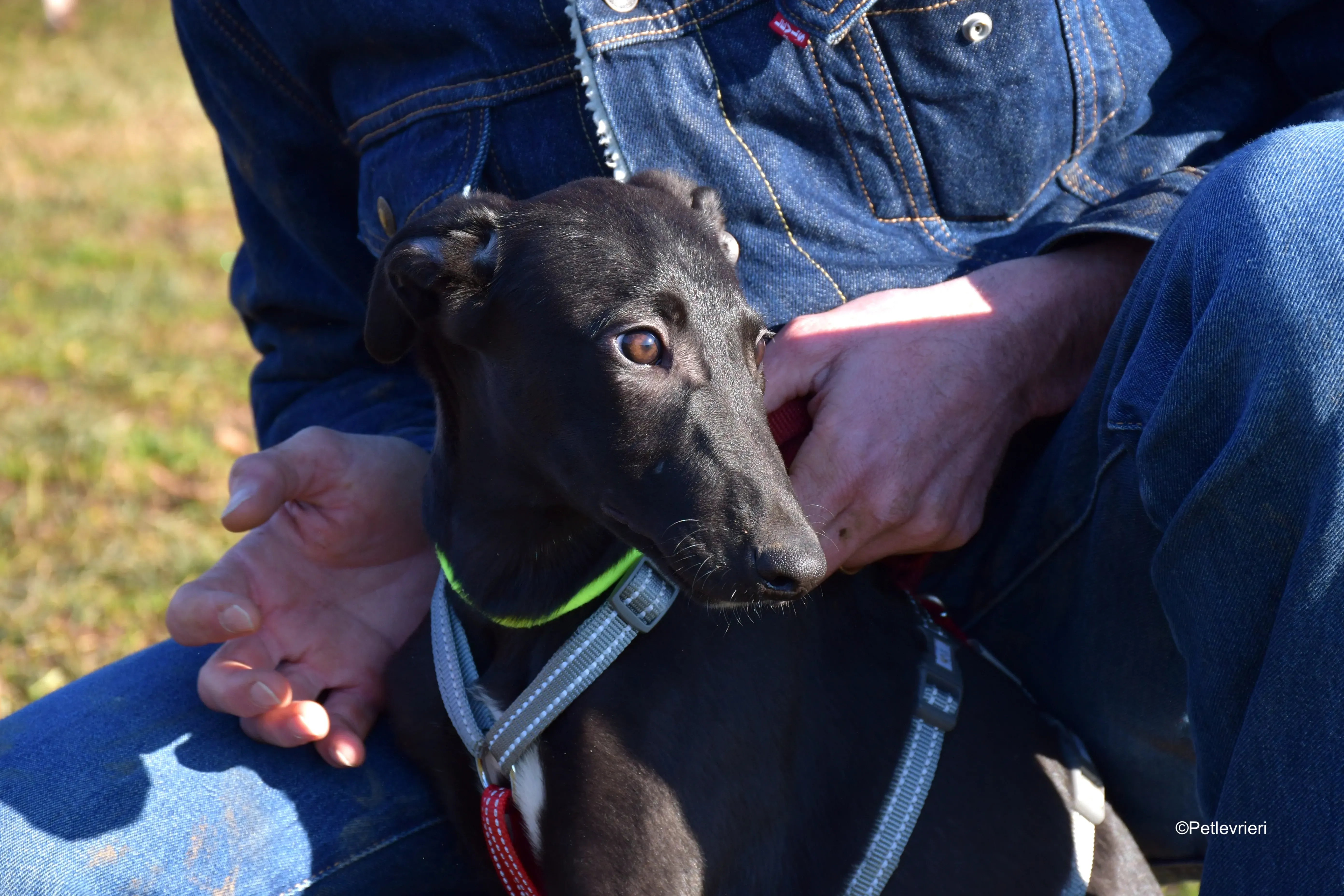 frederik adozione levrieri greyhound 22