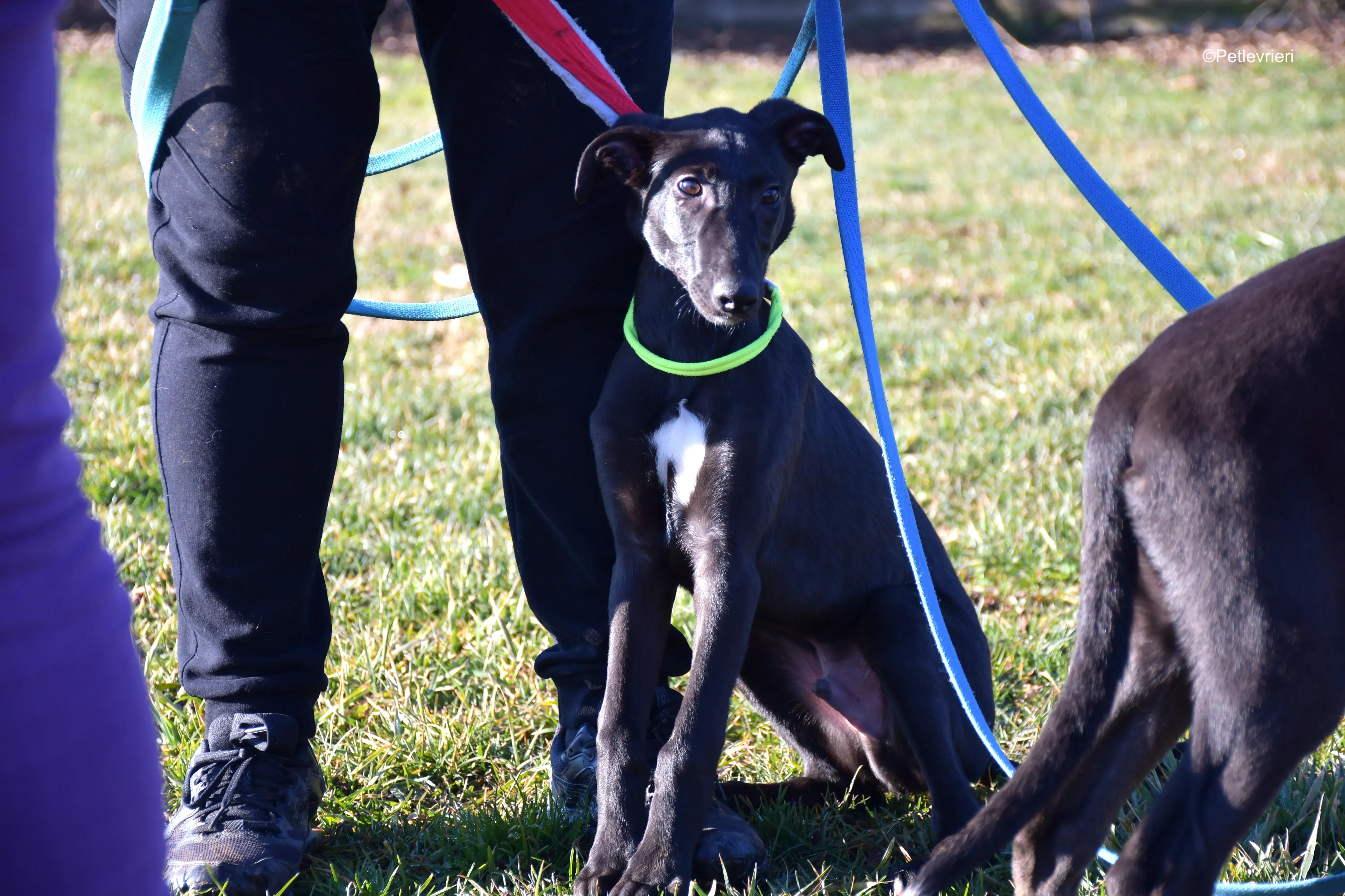 frederik adozione levrieri greyhound 5