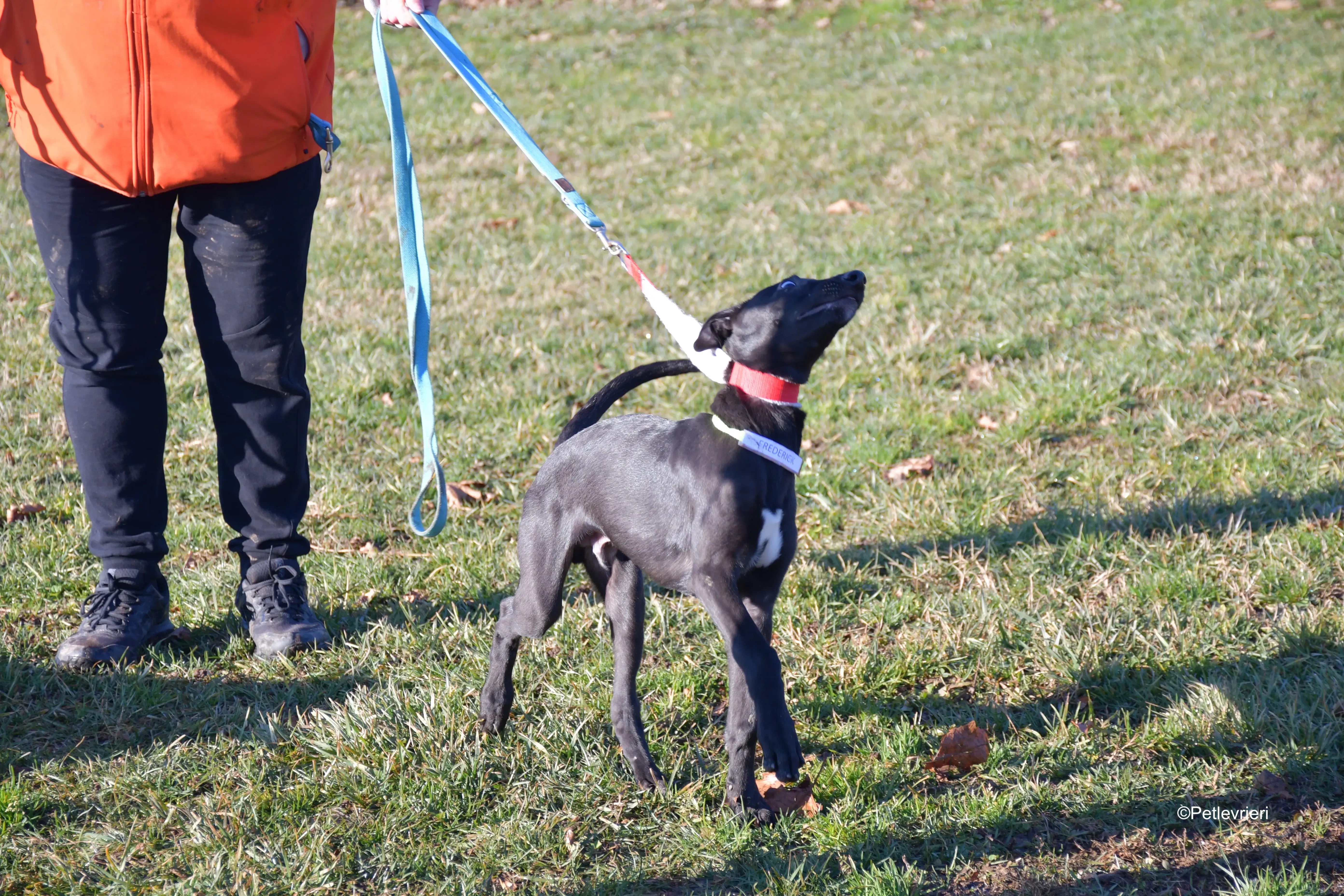 frederik adozione levrieri greyhound 6