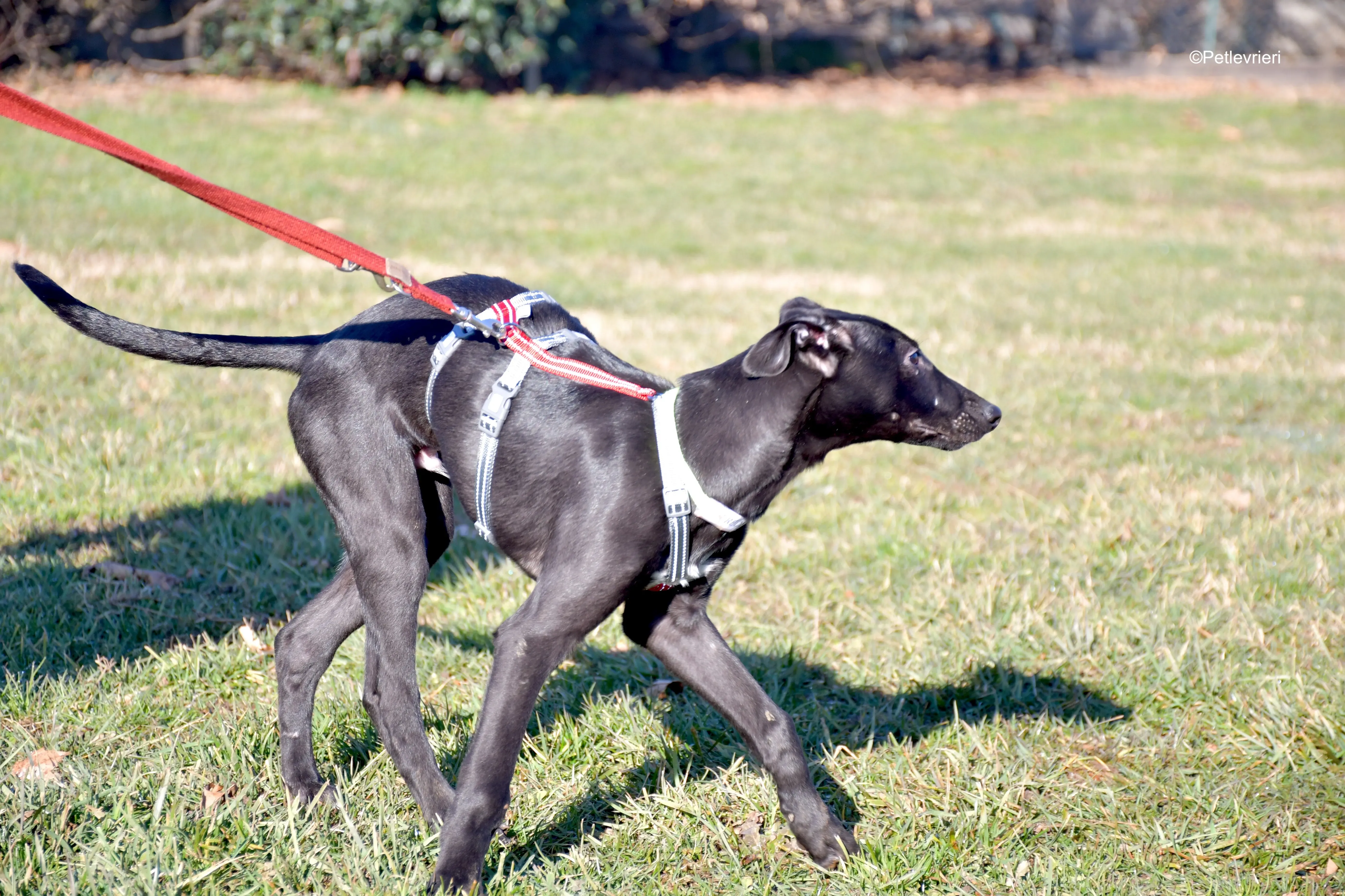 frederik adozione levrieri greyhound 9