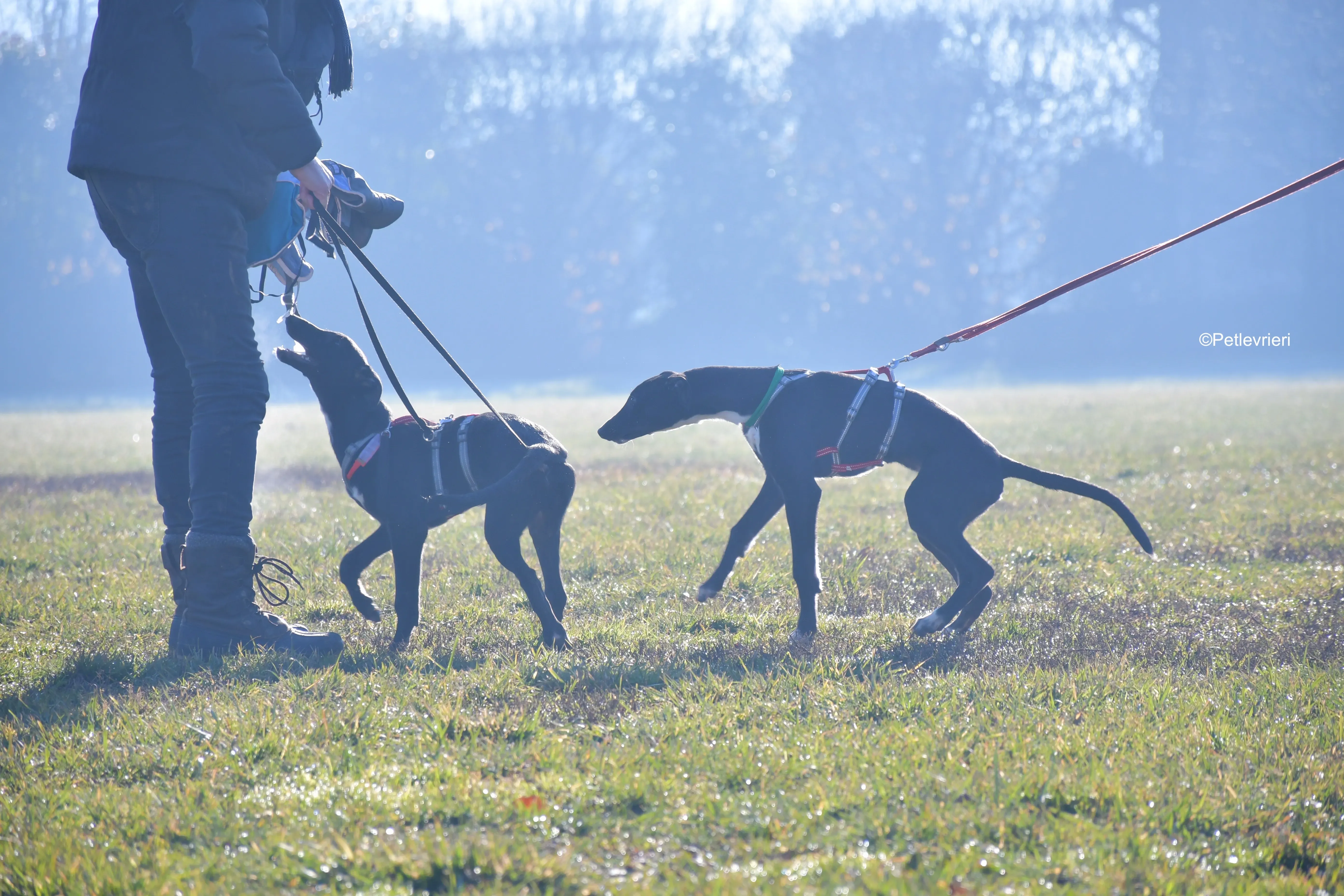 frederik axel adozione levrieri greyhound 1 1