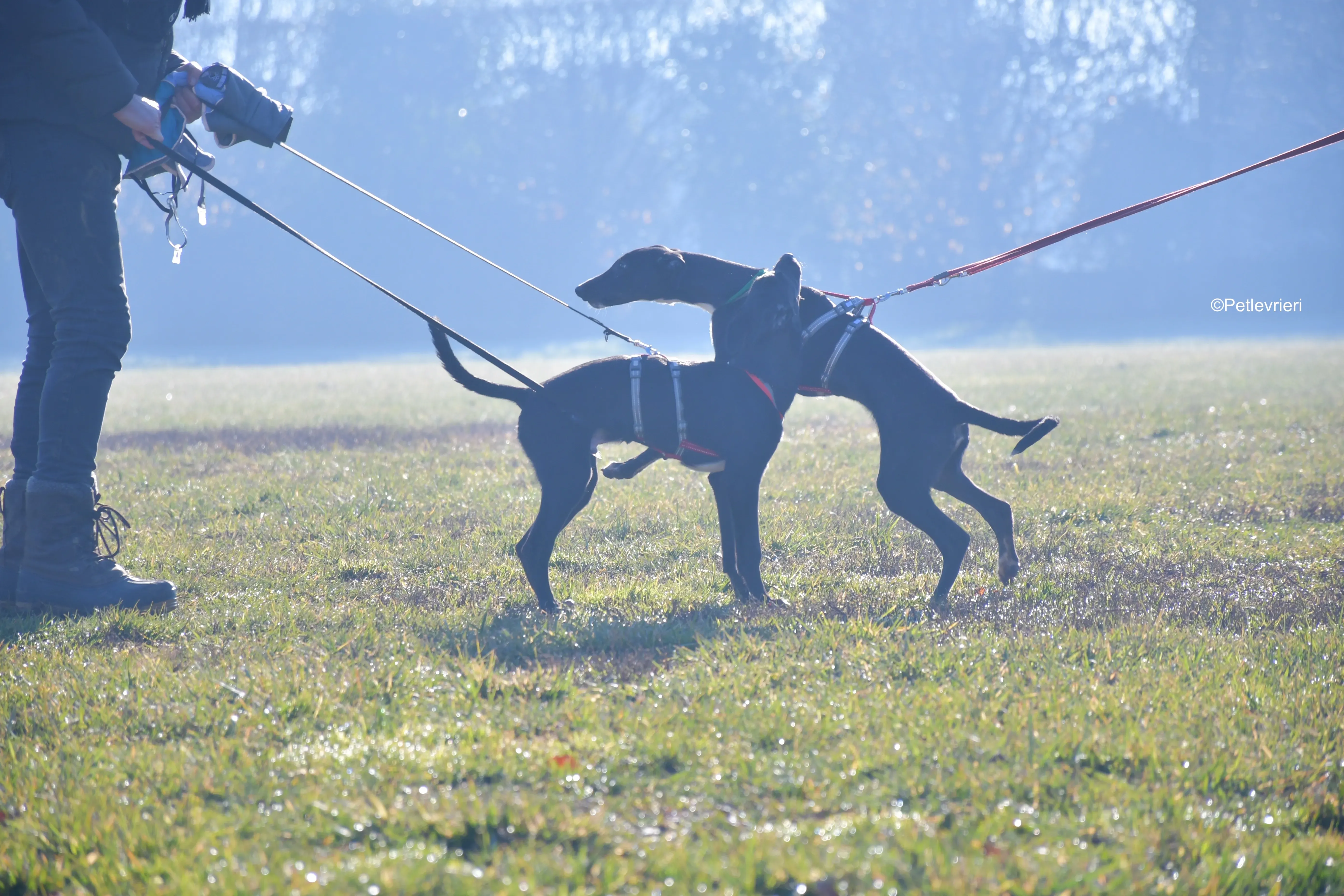 frederik axel adozione levrieri greyhound 2