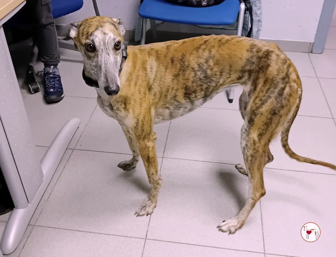 freia galgo 03 1