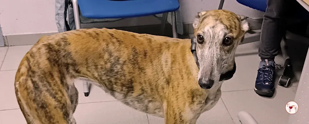 freia galgo 05 copertina 1