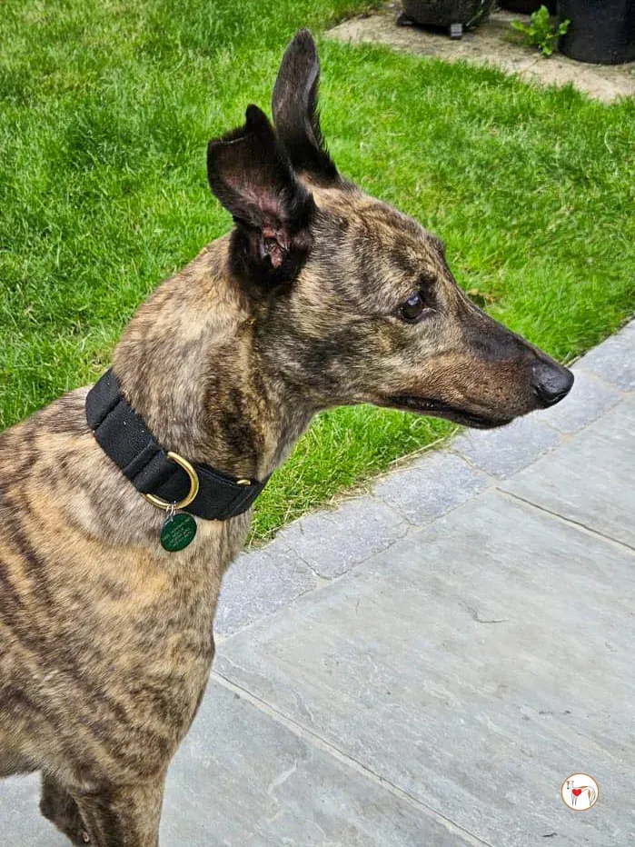 freida grey adozione 01