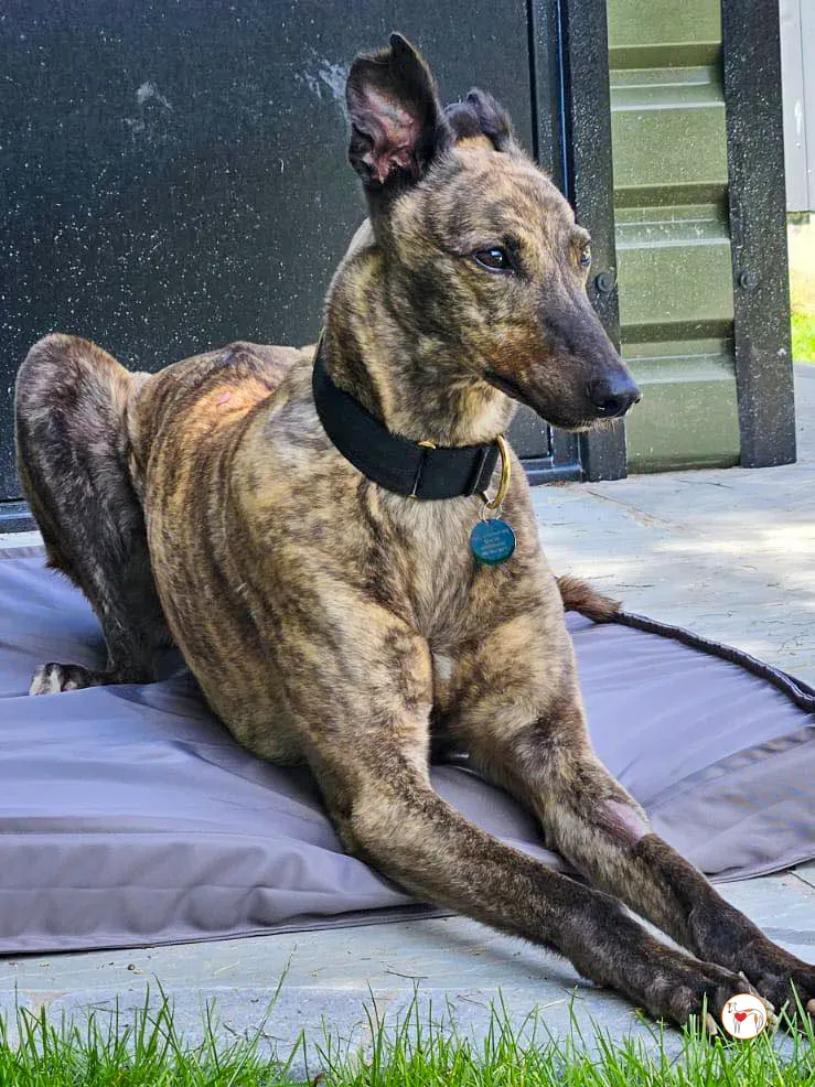 freida grey adozione 02