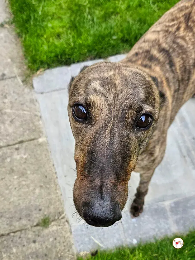 freida grey adozione 03