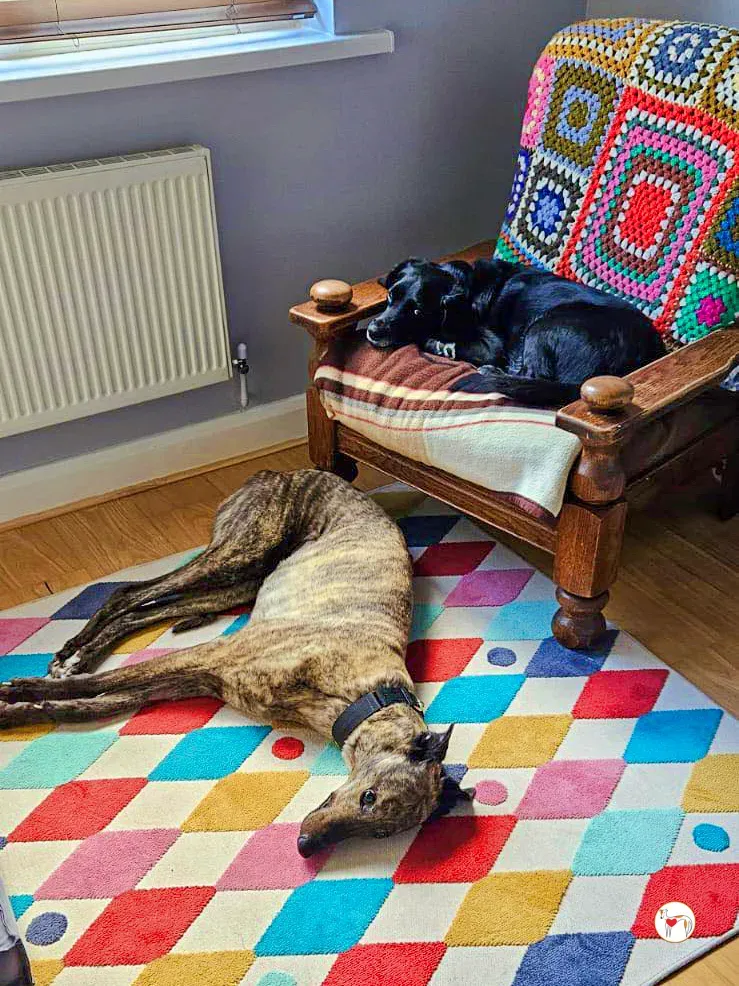 freida grey adozione 04