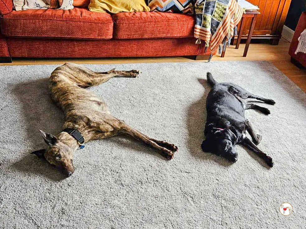 freida grey adozione 05