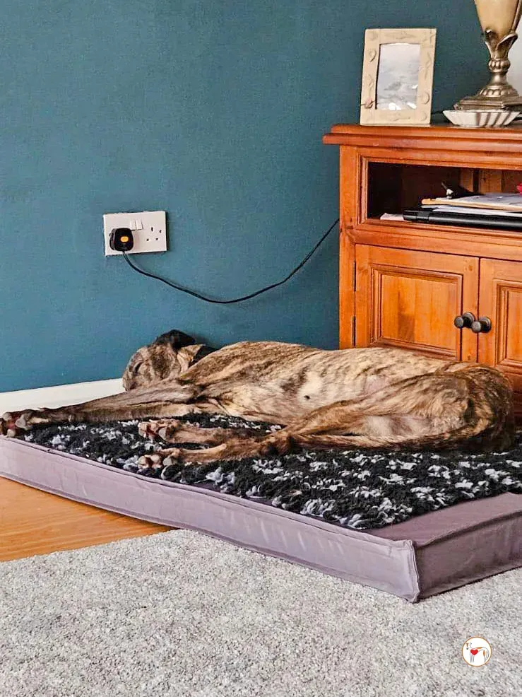 freida grey adozione 06