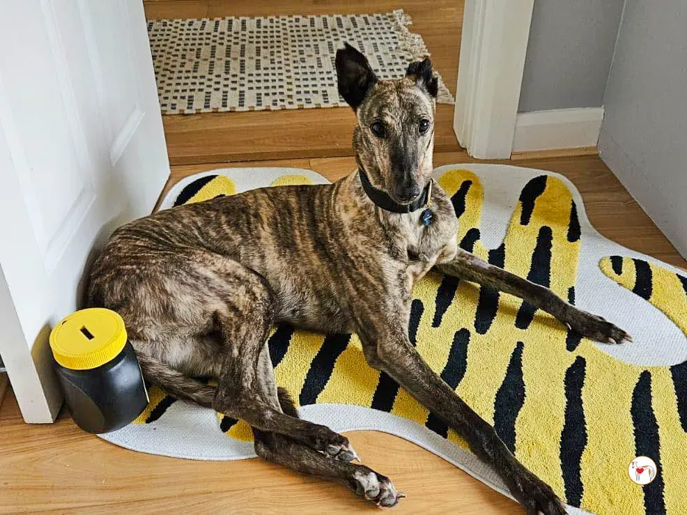 freida grey adozione 07