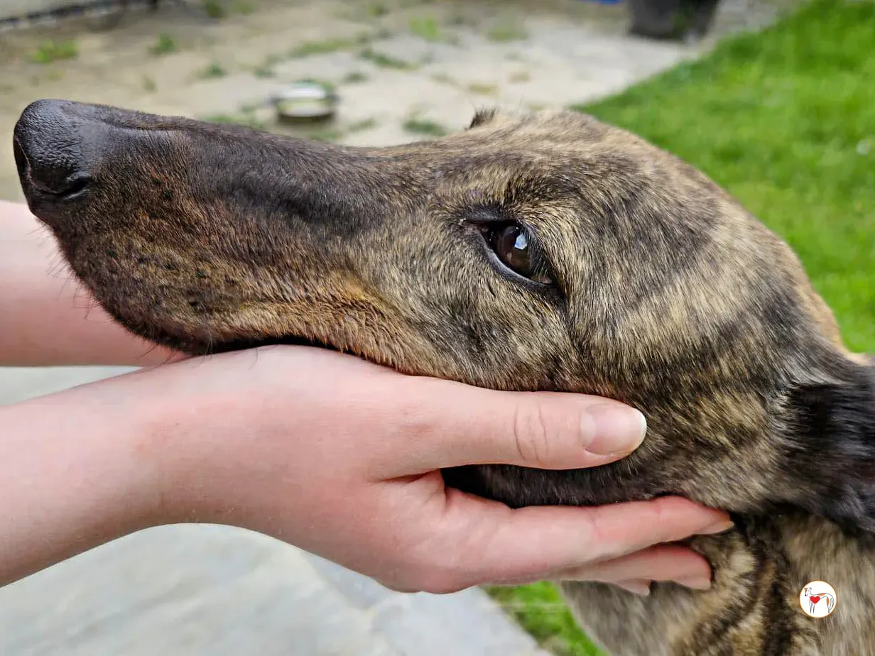 freida grey adozione 08