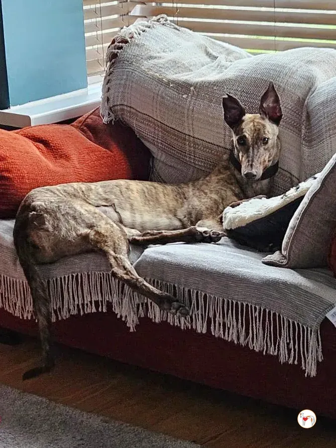 freida grey adozione 09