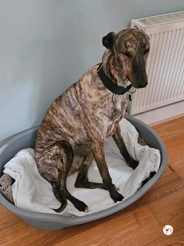 freida grey adozione 10