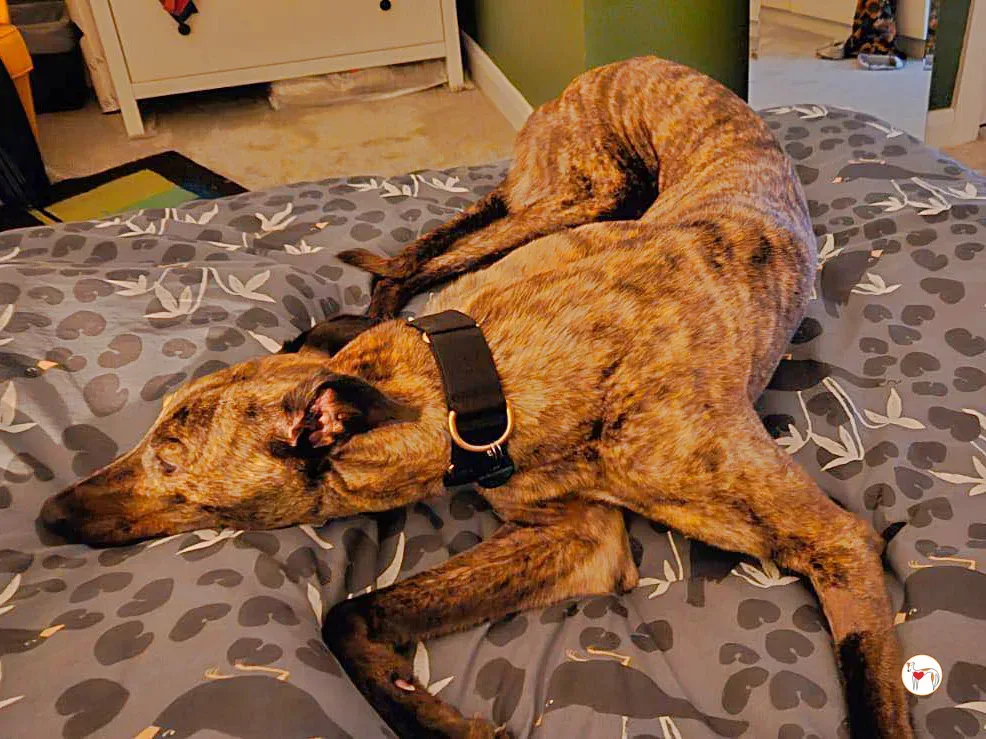 freida grey adozione 11