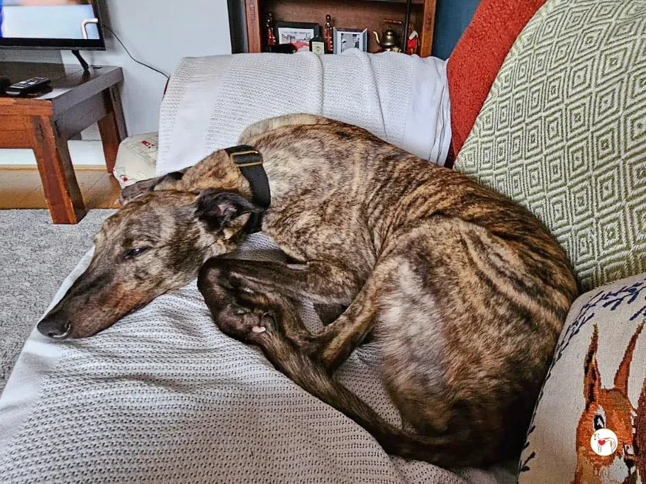 freida grey adozione 12