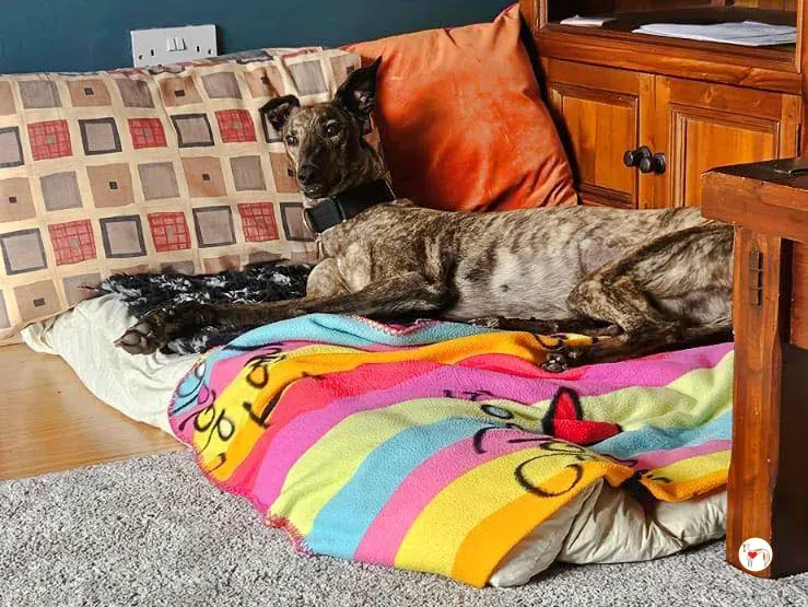 freida grey adozione 13