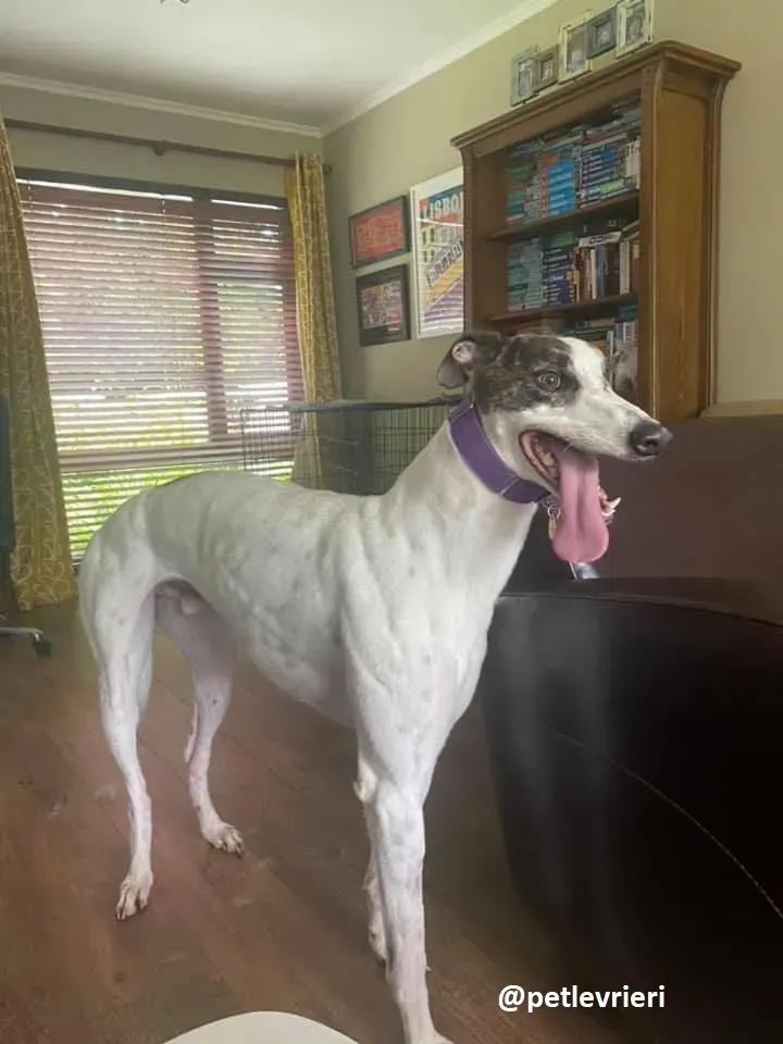 frodo adozione greyhound 1