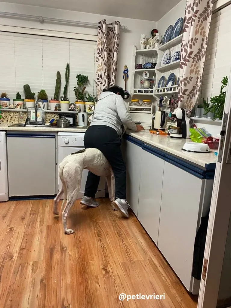 frodo adozione greyhound 10