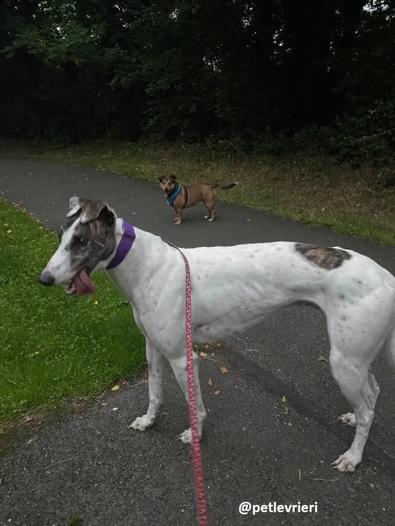 frodo adozione greyhound 11