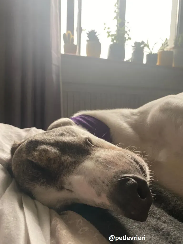 frodo adozione greyhound 12