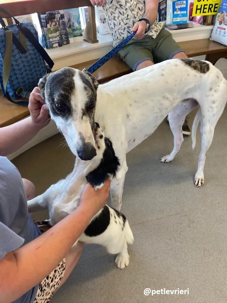 frodo adozione greyhound 13