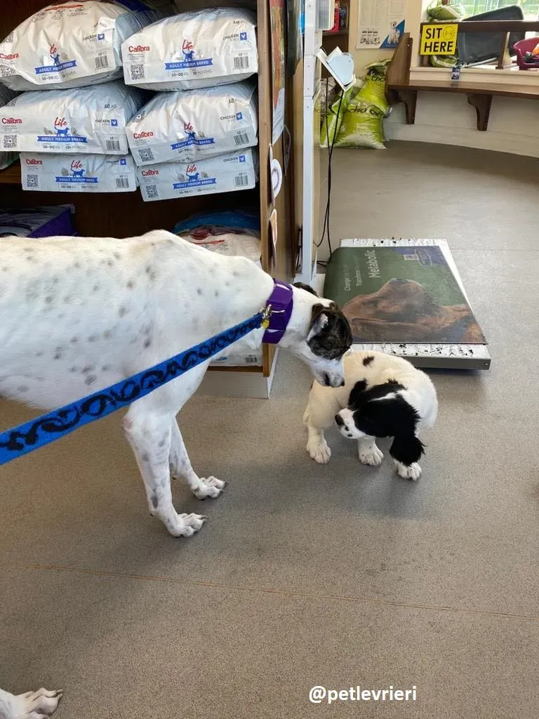 frodo adozione greyhound 14