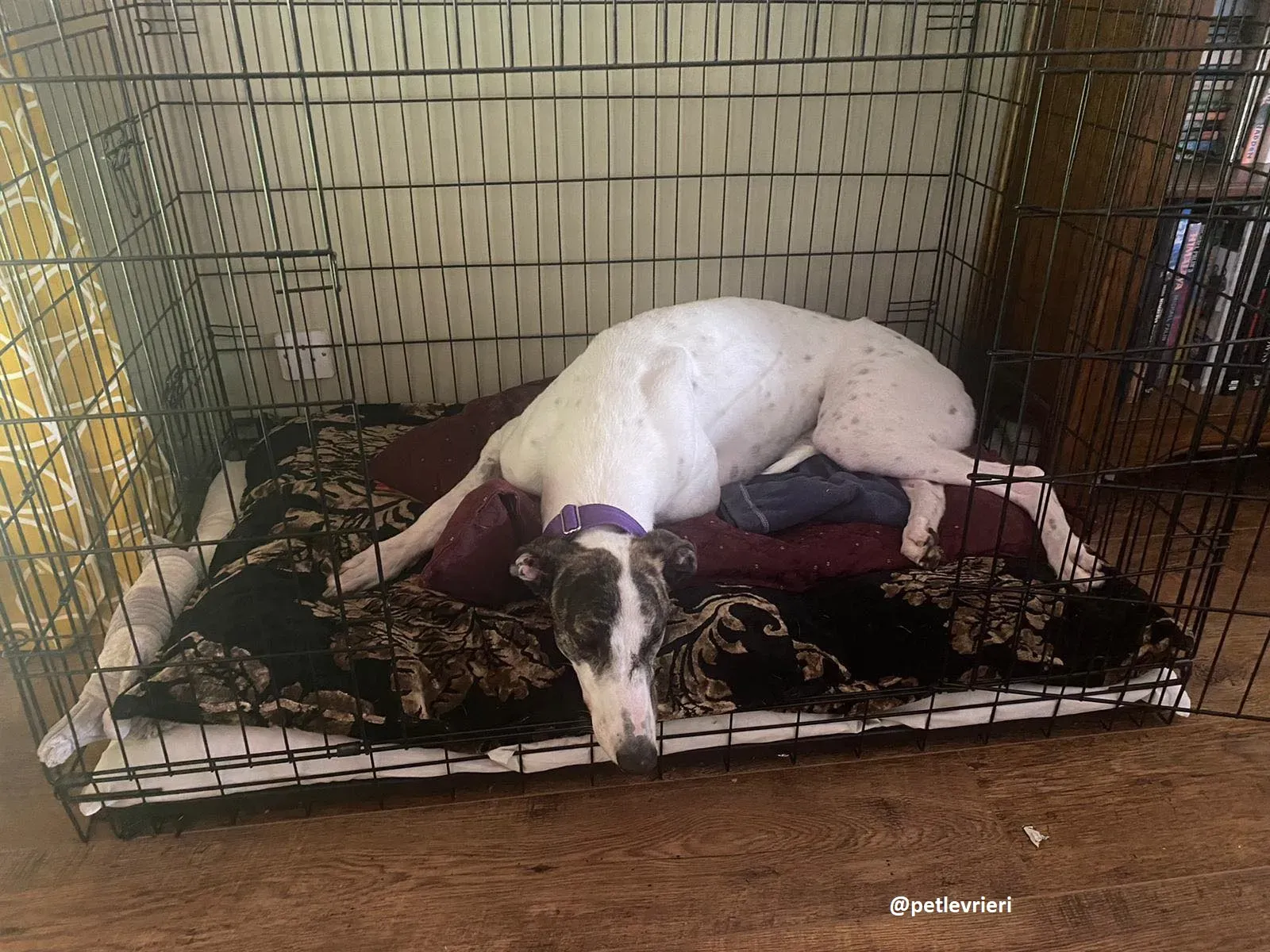 frodo adozione greyhound 15